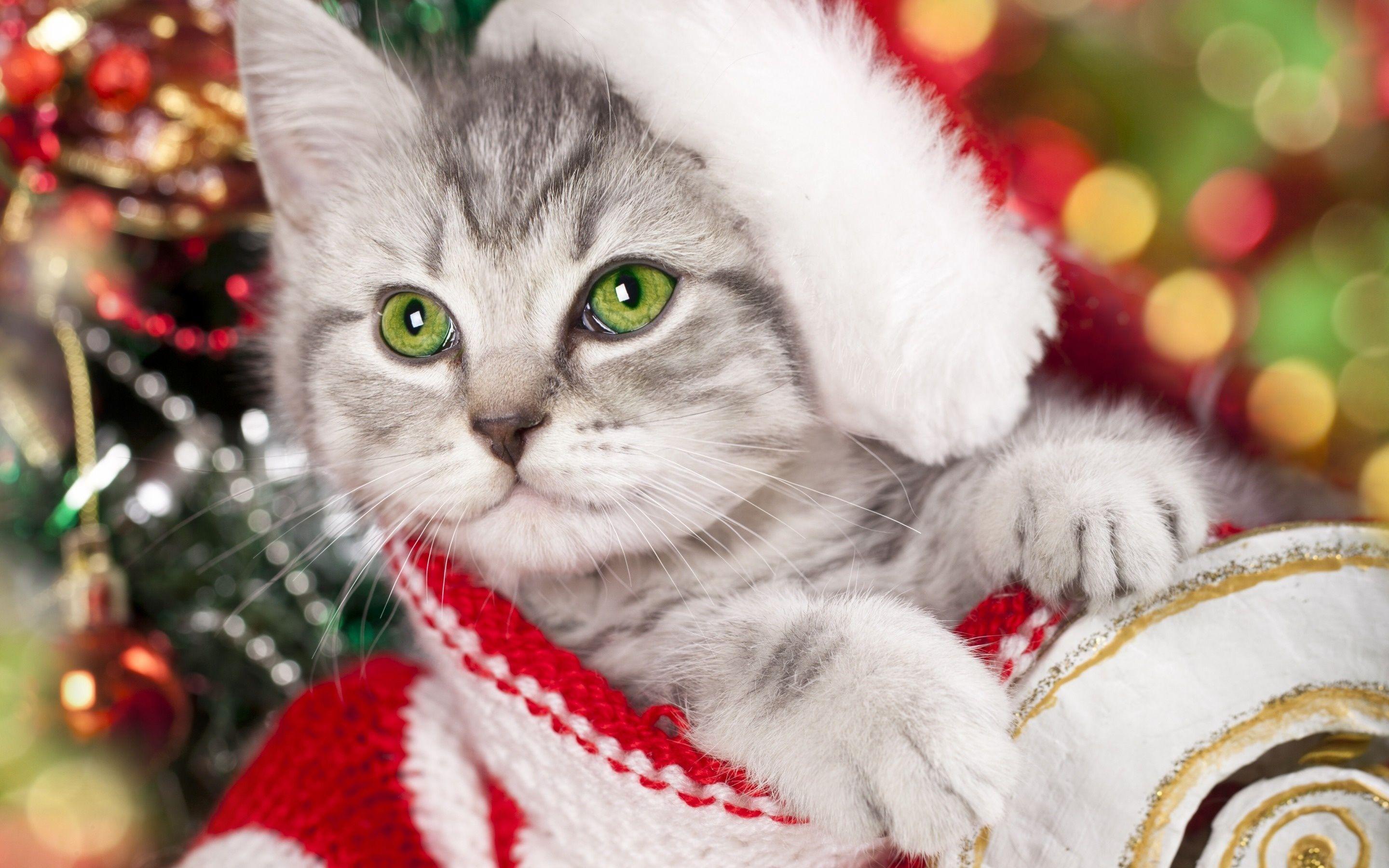 Wallpaper kitten, cat, muzzle, new year, christmas desktop wallpaper Holidays GoodWP.com