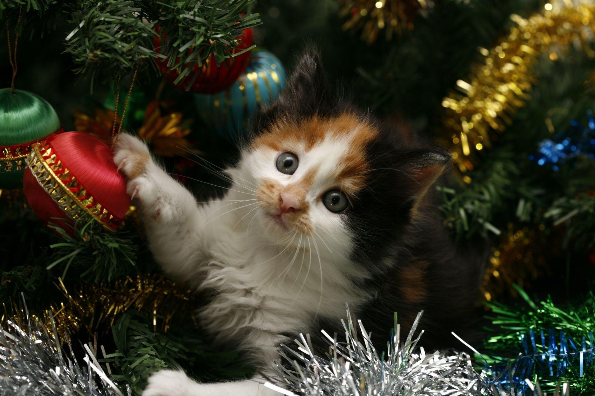 Playful Kitten Wallpaper and Background Imagex1267