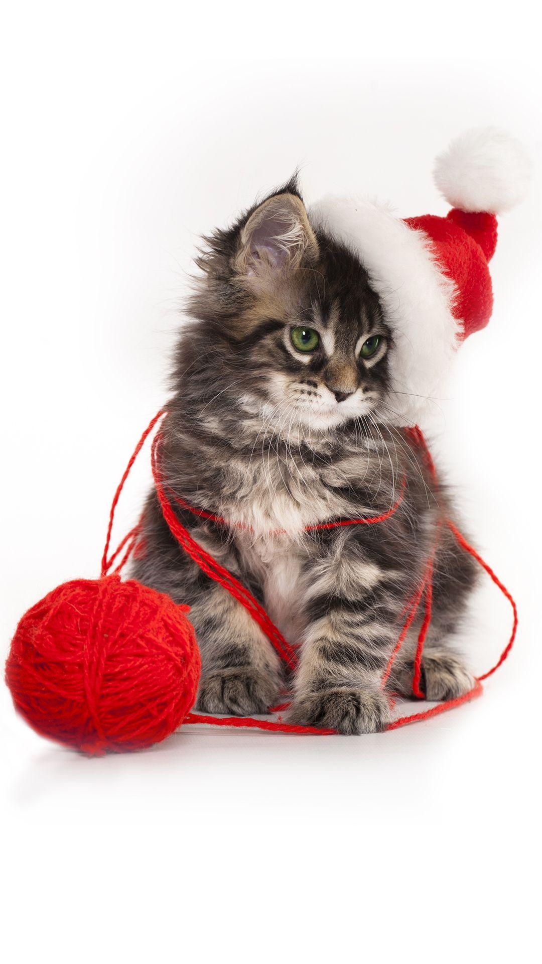 Christmas Kitten iPhone 6S Plus Wallpaper