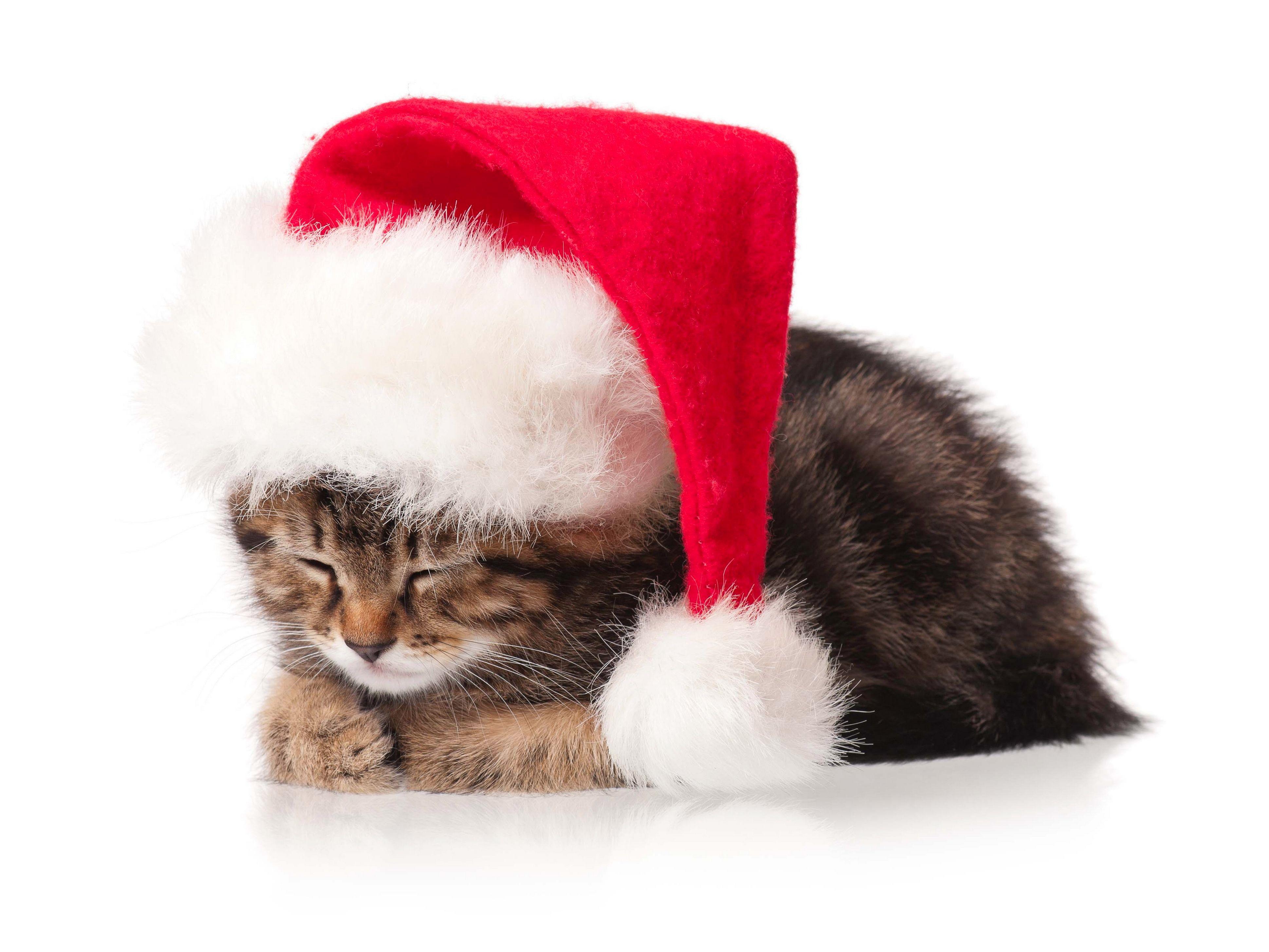 Cats Christmas New Year Winter Hat Animals Kitten Wallpaper With