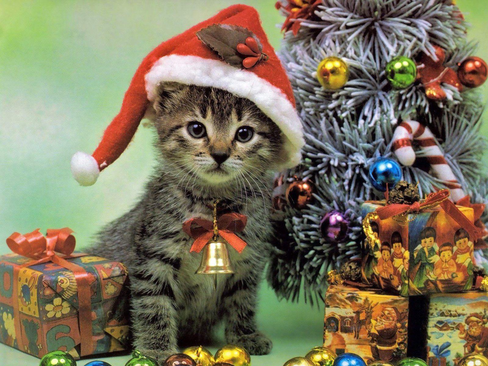 Kitten with christmas gifts. HD Windows Wallpaper