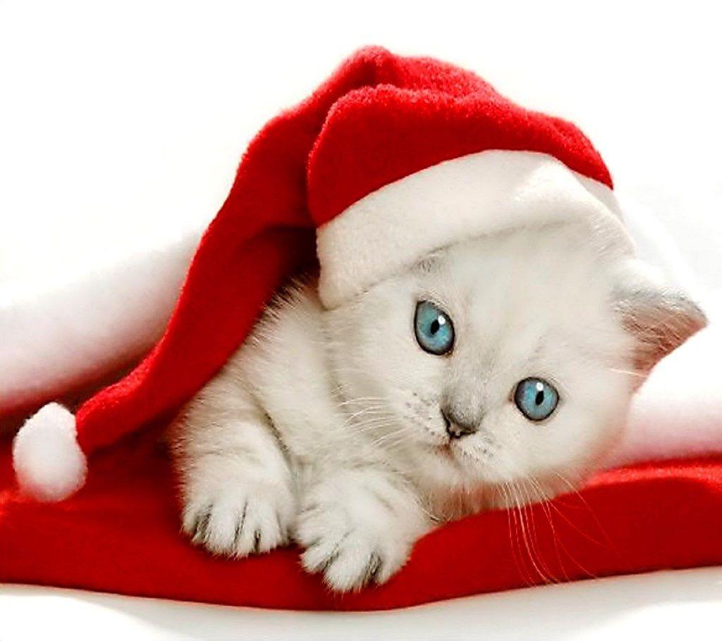 Christmas Kitten Wallpaper Free Desktop Background In Christmas