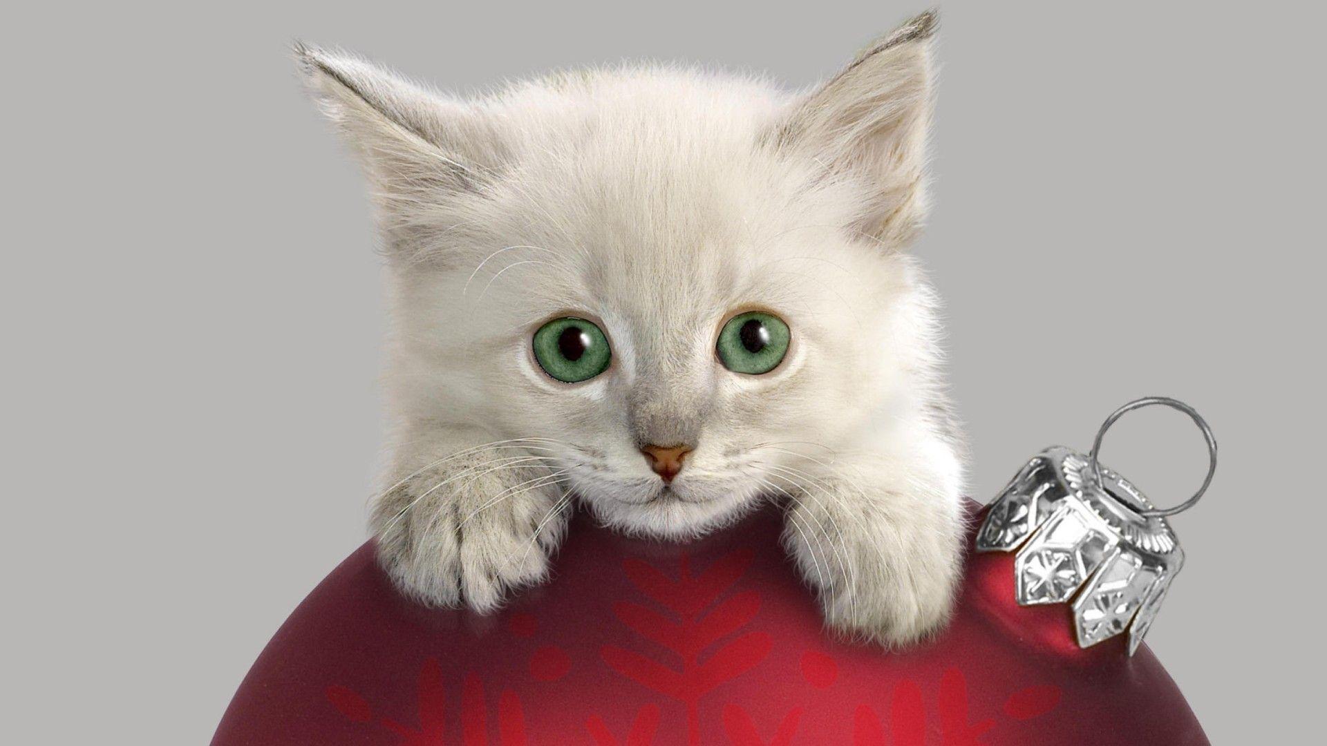 Christmas Kitten Widescreen Wallpaper HD, Wallpaper13.com