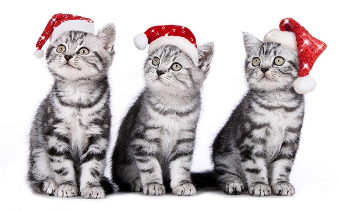 Image Kittens Cats New year Winter hat Three 3 Animals Holidays