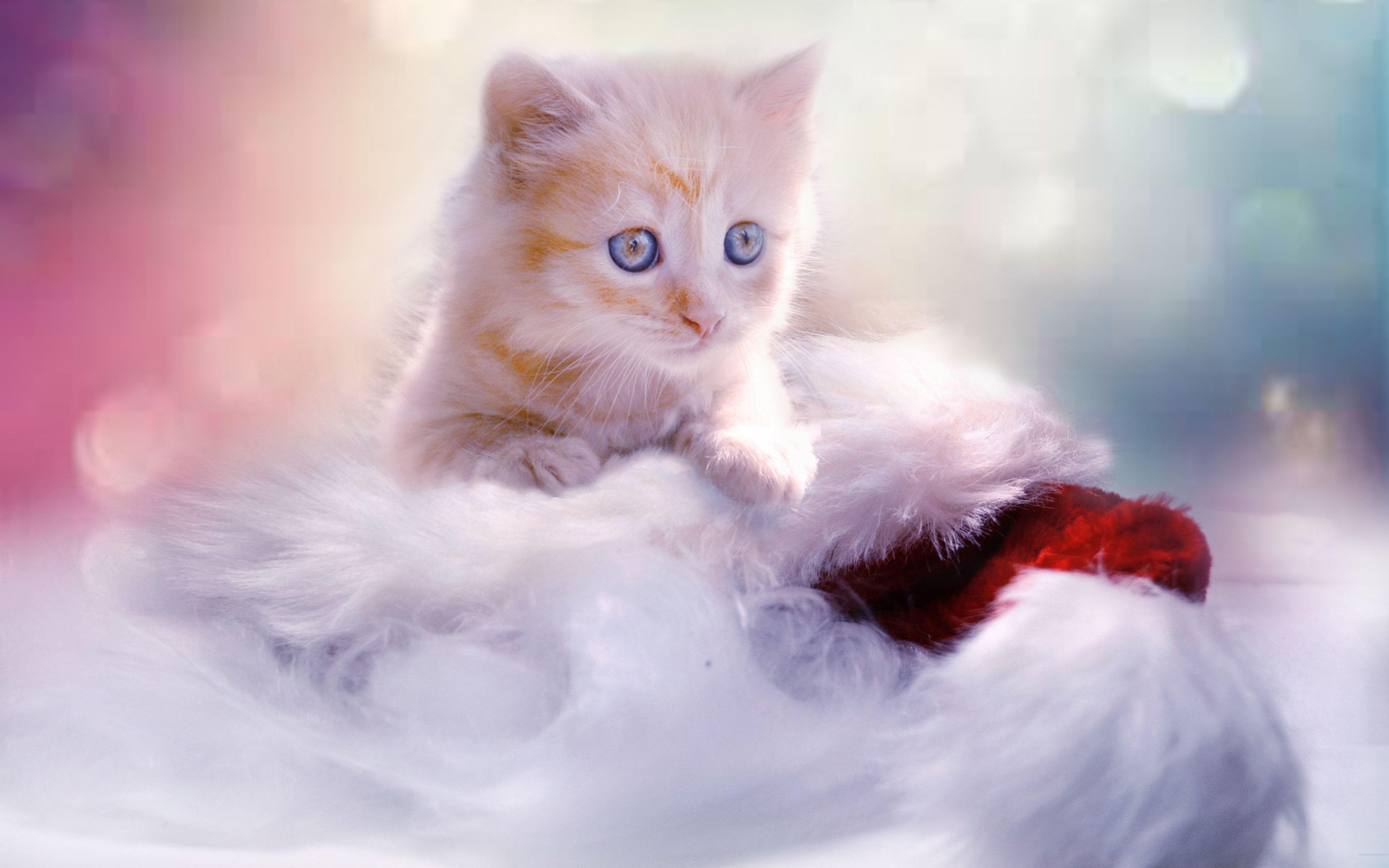 White christmas cute kitten Wallpaper and Free Stock