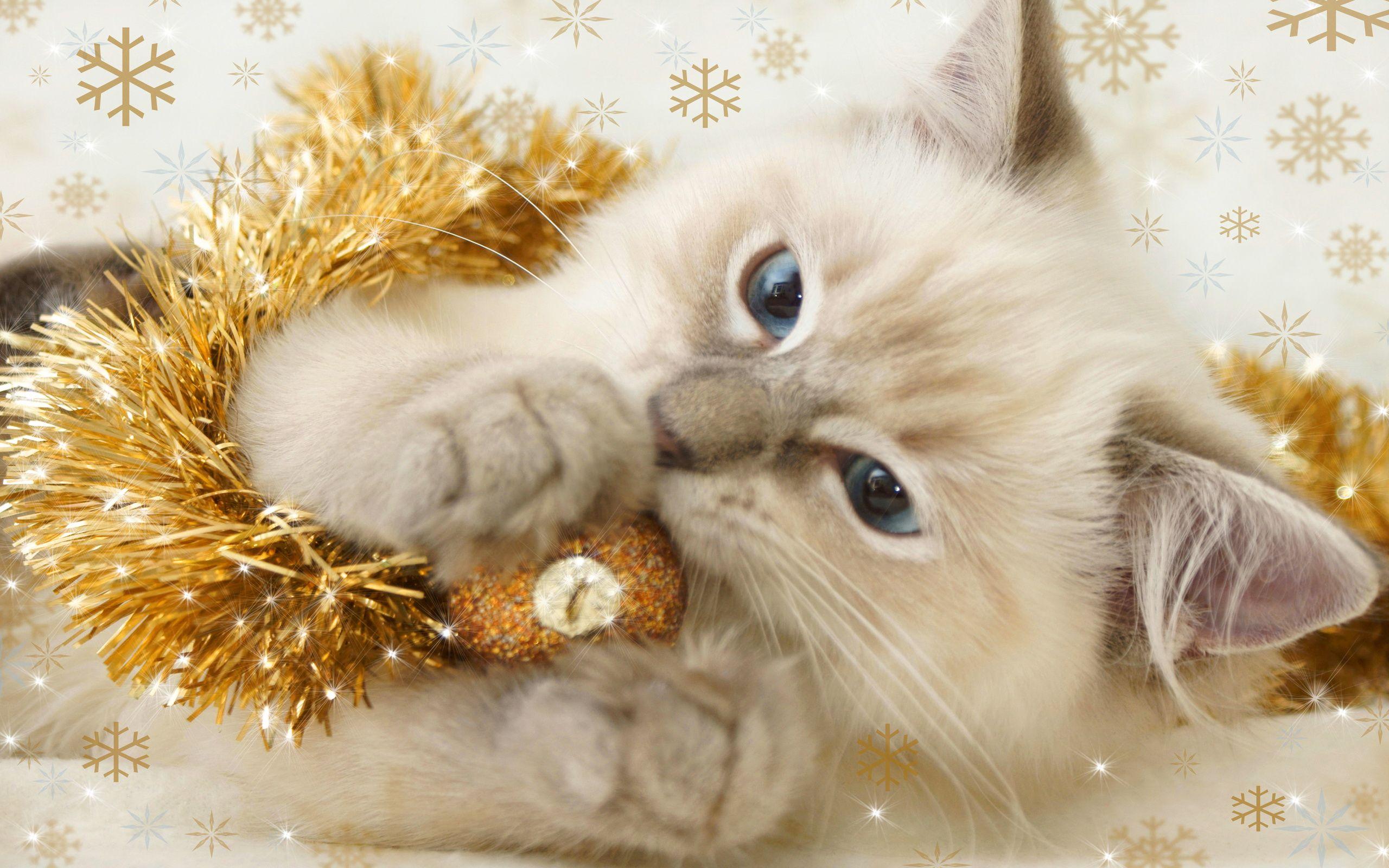 Christmas Kitten Wallpaper Background