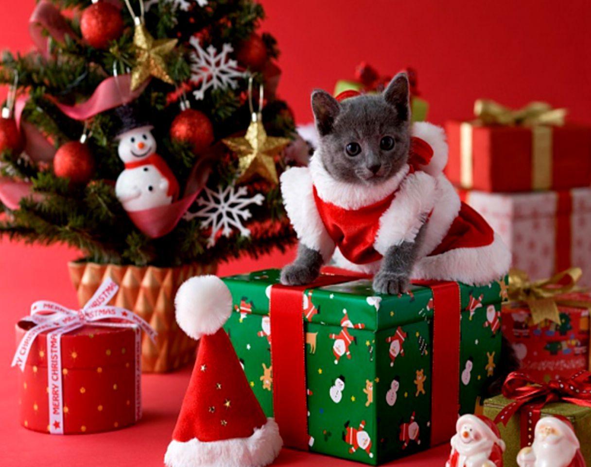 Christmas Kitten Wallpaper. All HD Wallpaper Gallerry