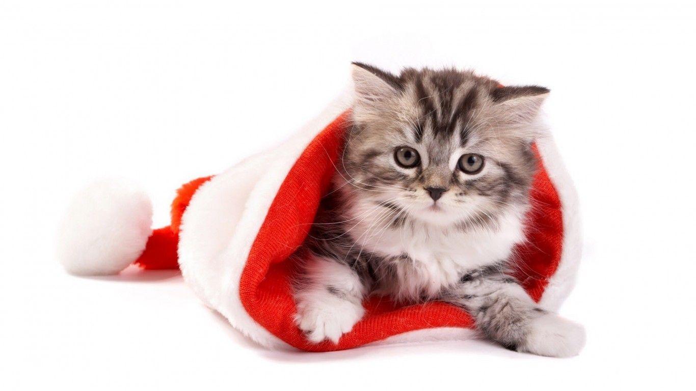 Christmas Gray Kitten In A Red Cap Desktop Wallpaper HD