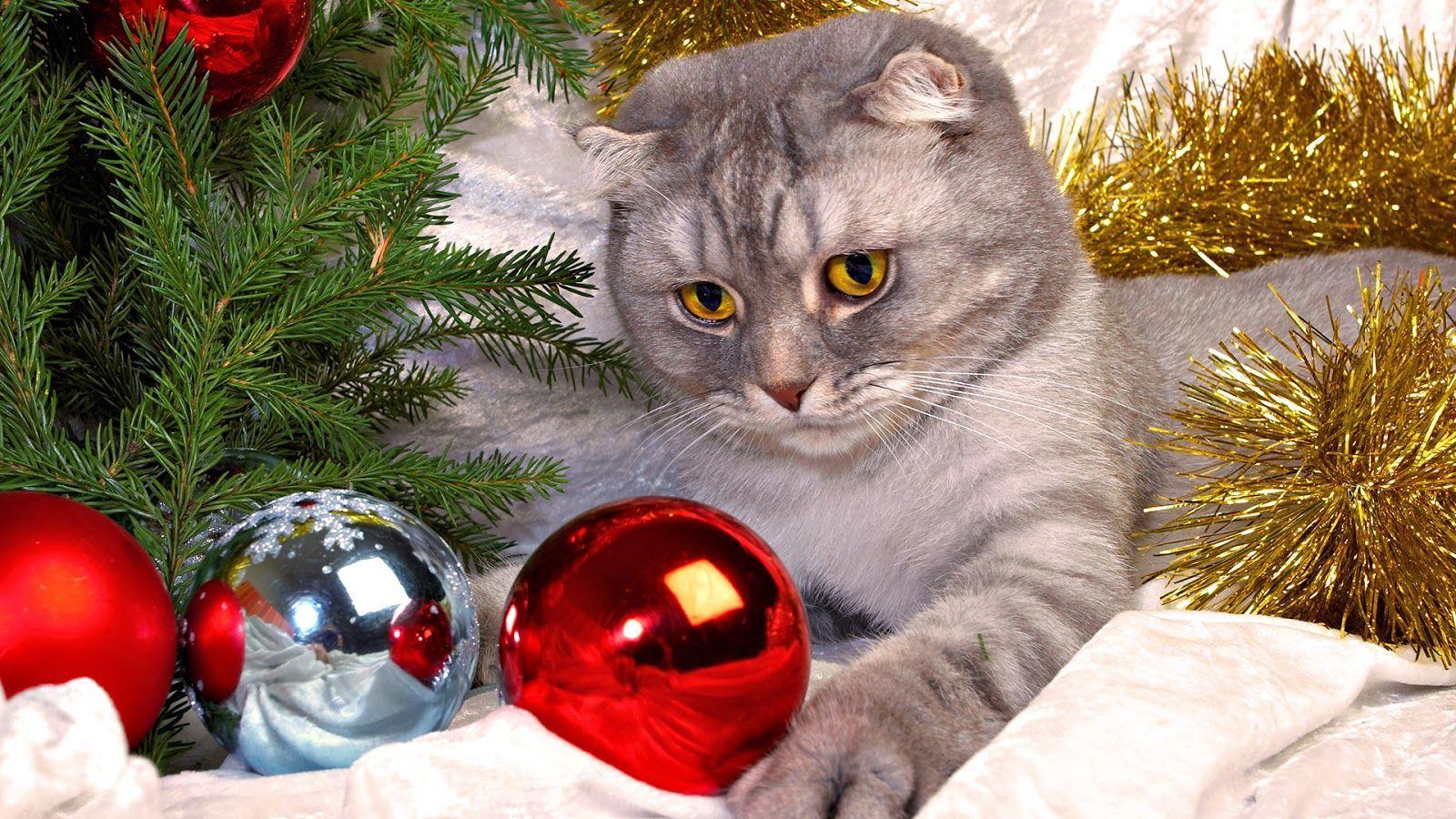 Cute Cats Christmas HD Wallpaper Wallpaper Blog. Christmas cats, Christmas animals, Animals