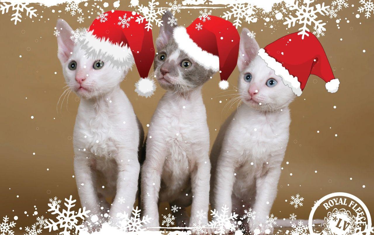 Kitten Christmas wallpaper. Kitten Christmas