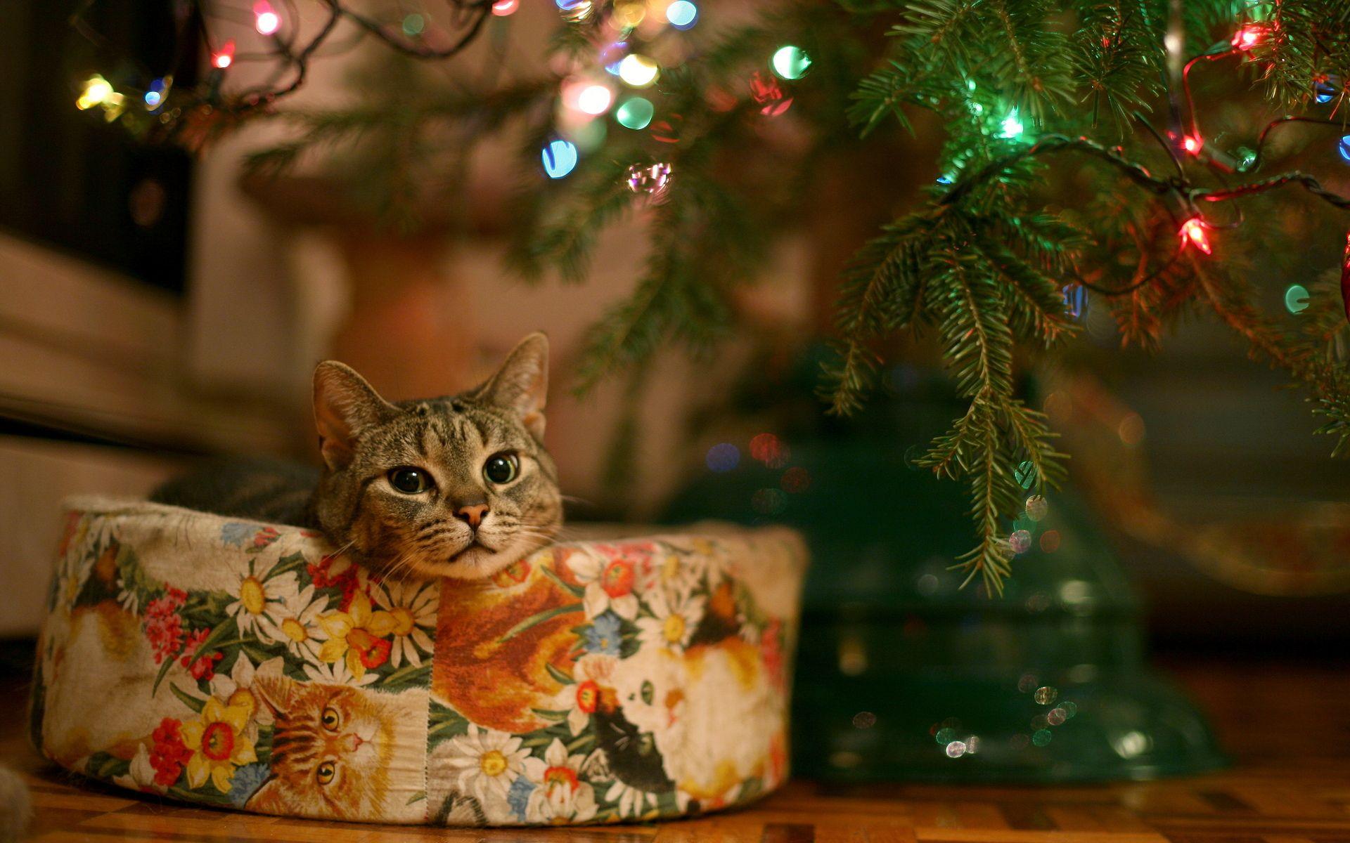 christmas cat wallpaper