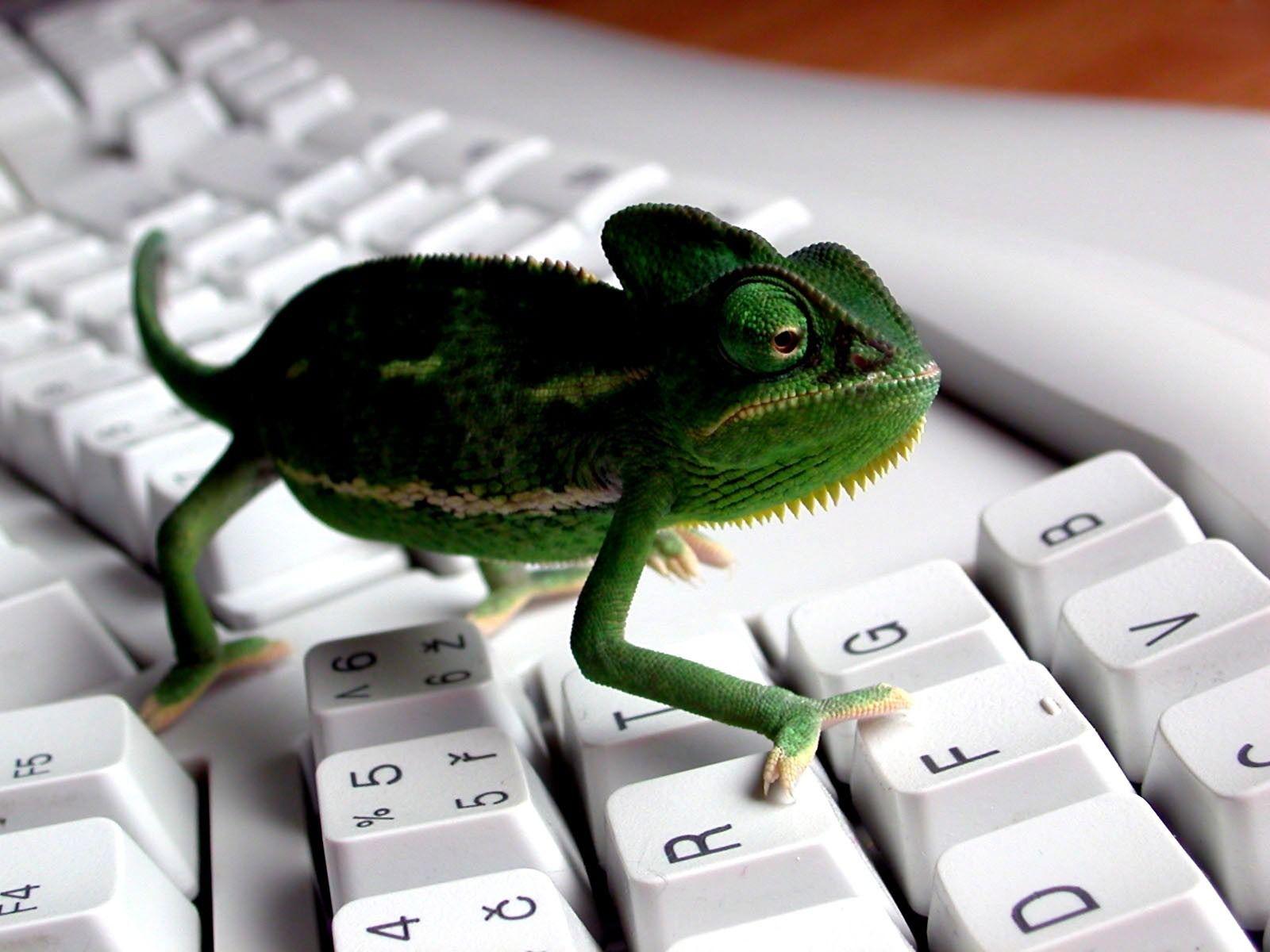 Keyboard Lizard Wallpaper 3D Characters 3D Wallpaper in jpg format