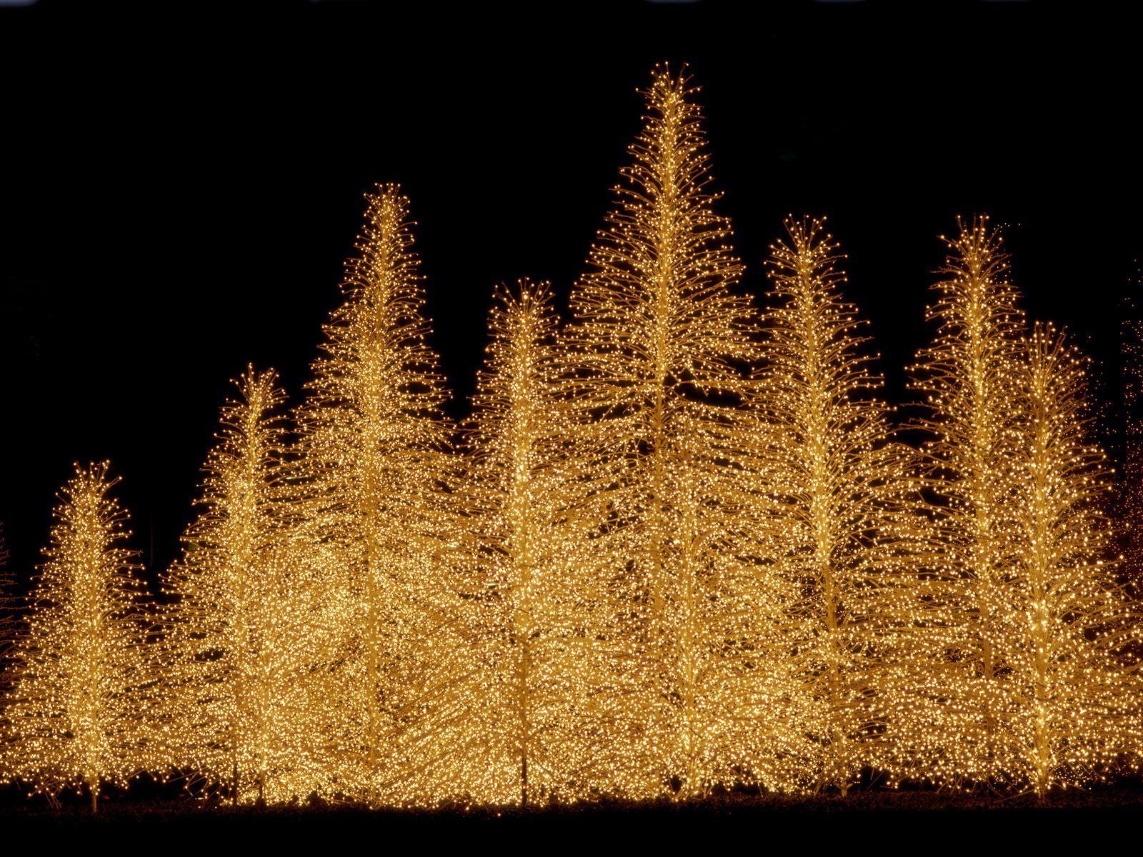 Christmas Tree Lights HD Tree Background With Bokeh