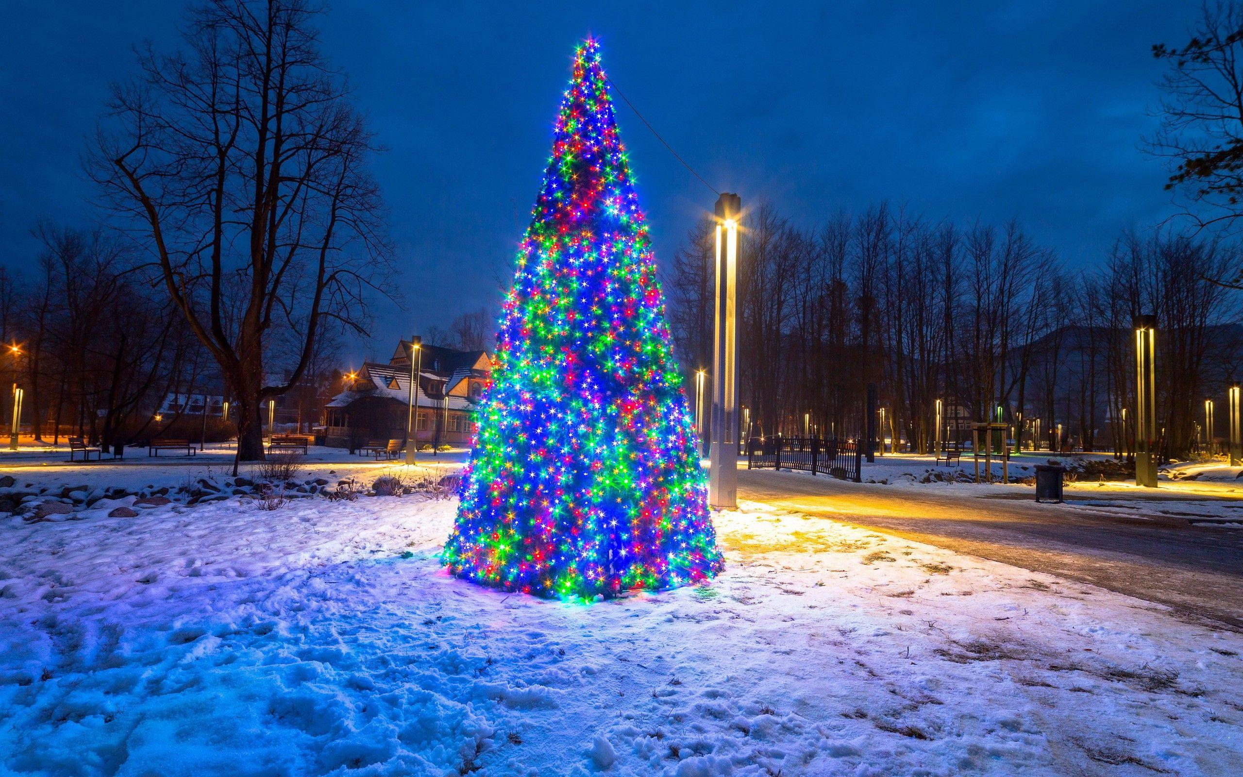 holiday, Fir, Christmas, Christmas Lights, Nature, Snow Wallpaper HD / Desktop and Mobile Background