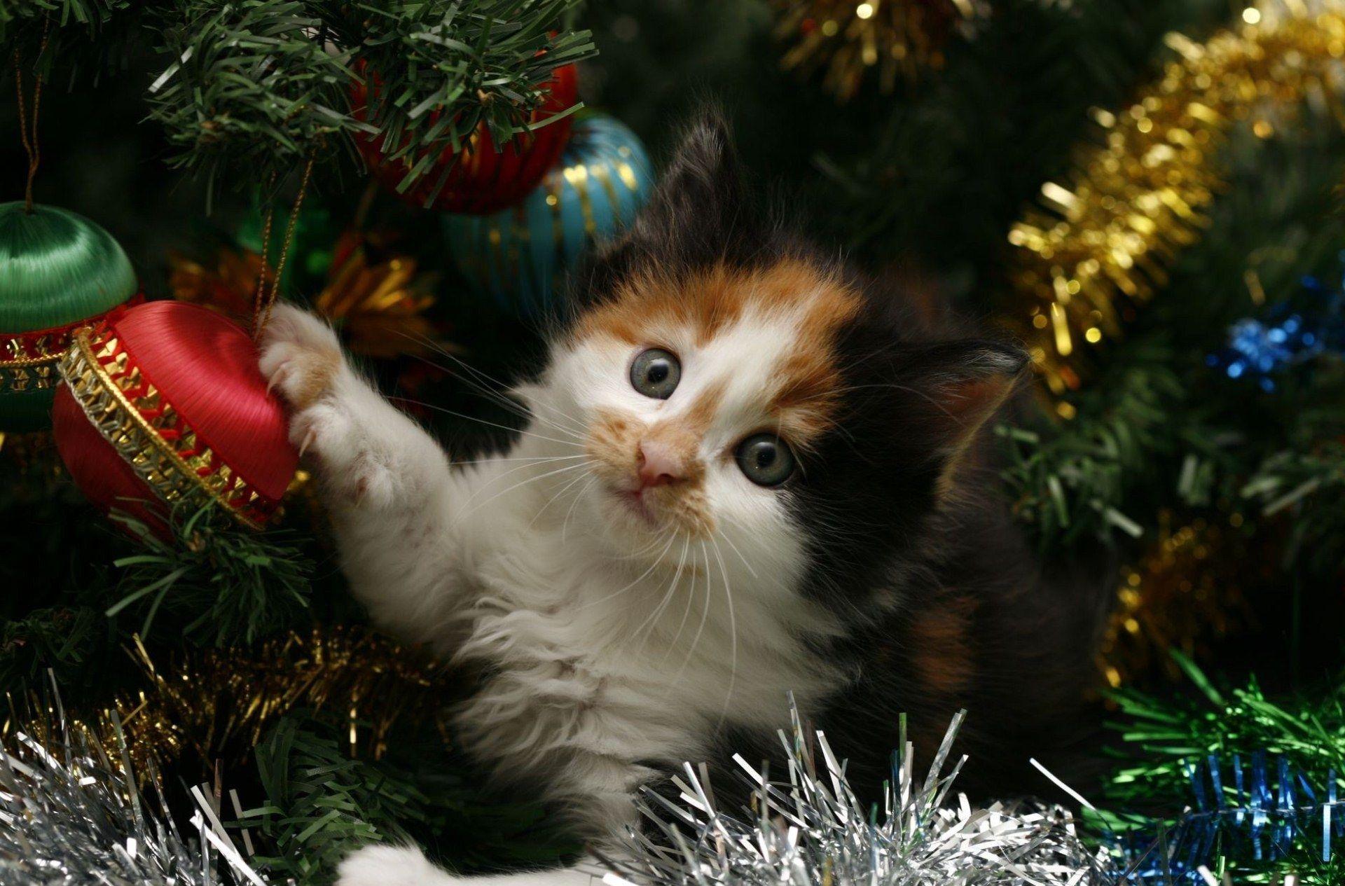 Have A Jolly Christmaskitten Proofing The Christmas Tree May 11