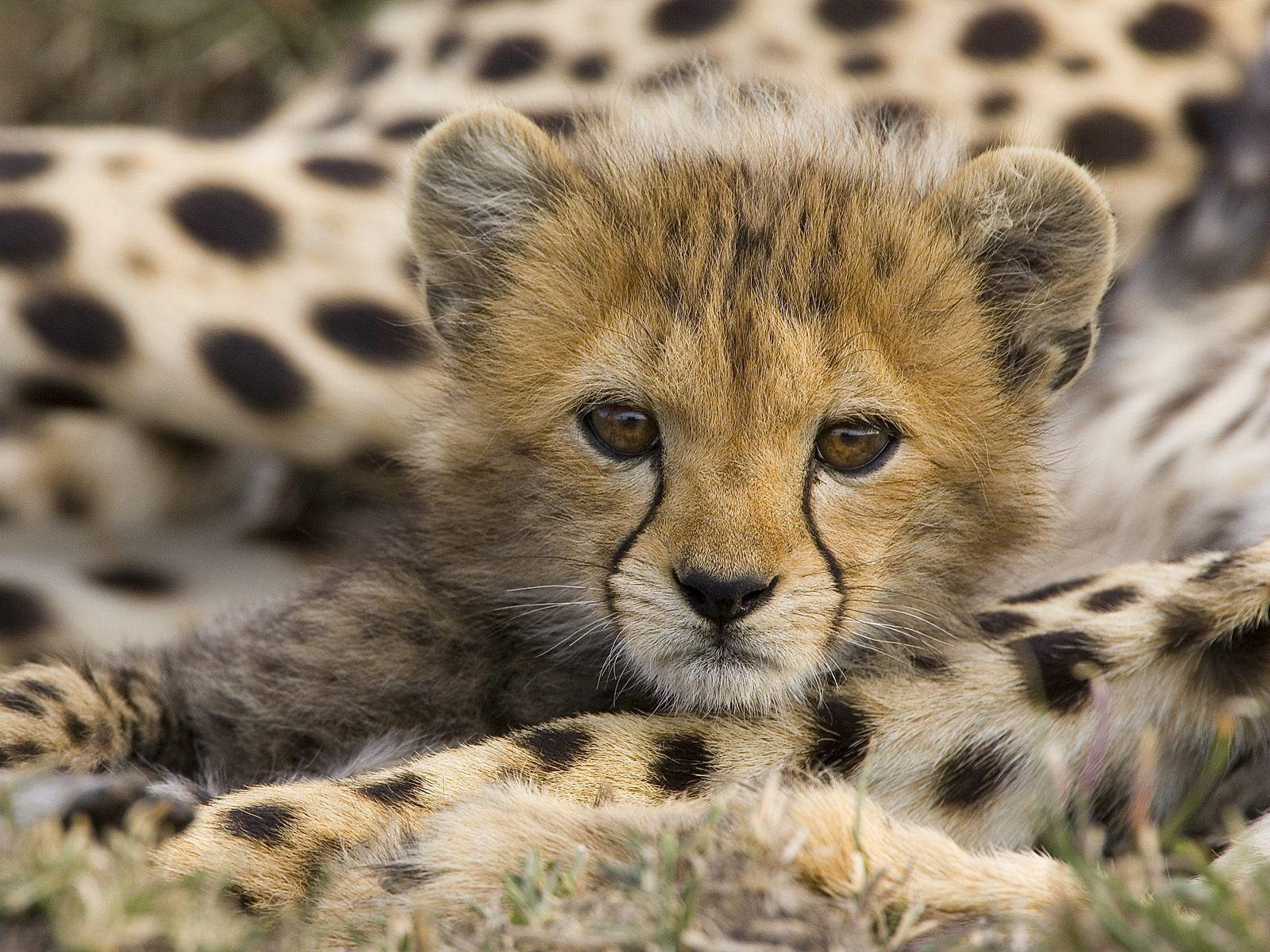 Animal Cubs image Cheetah Cub HD wallpaper and background photo