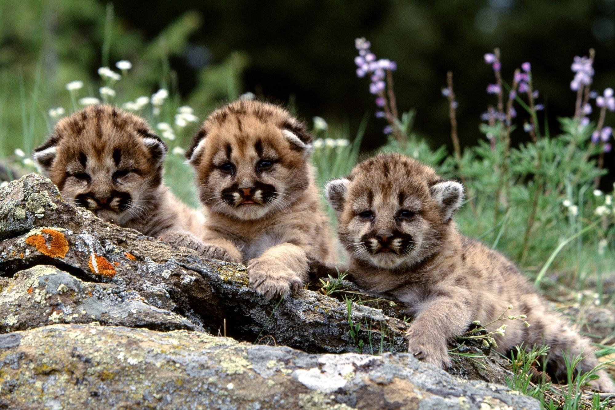 Cheetah Cubs 1 wallpaper. Animals kitty kitty