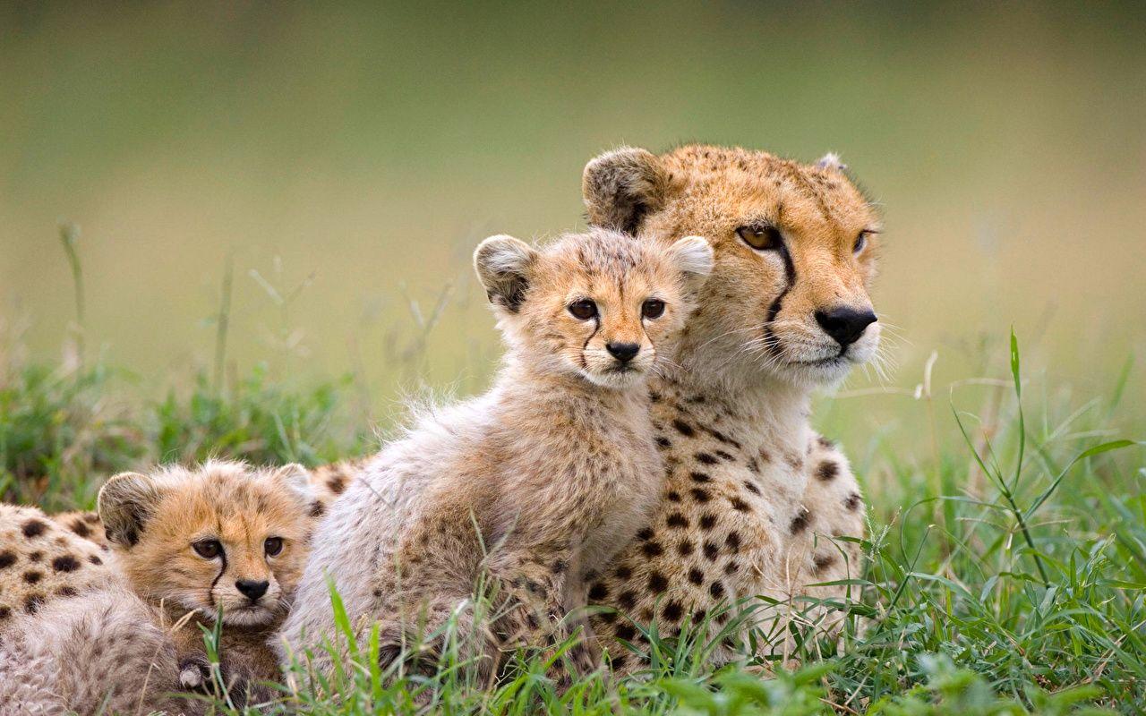 Wallpaper Cheetahs Cubs Three 3 Animals