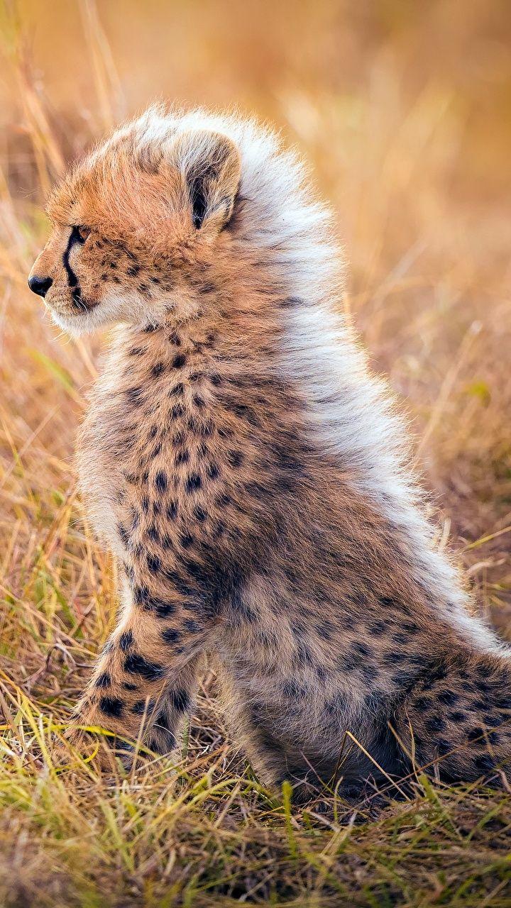 Photo Cheetahs Cubs Grass Animals 720x1280