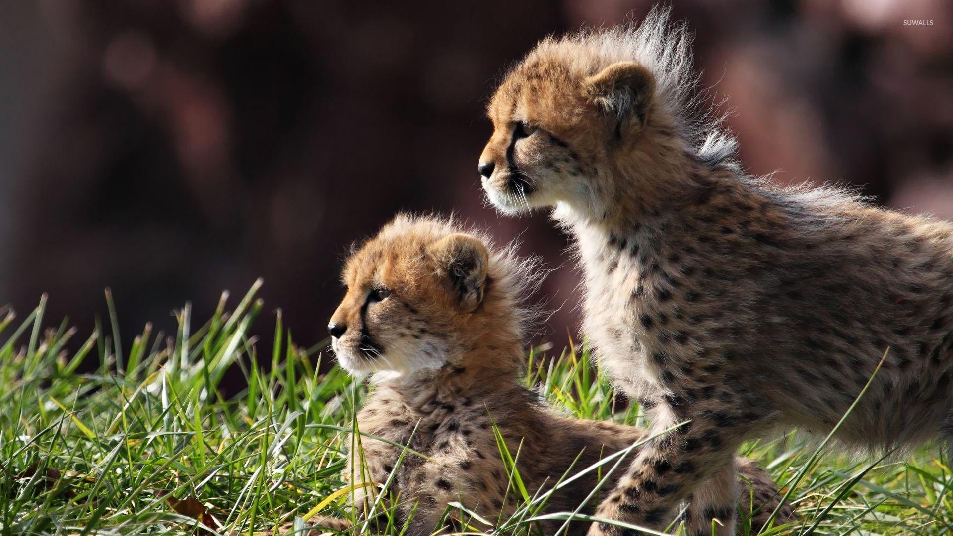 Cheetah cubs [2] wallpaper wallpaper
