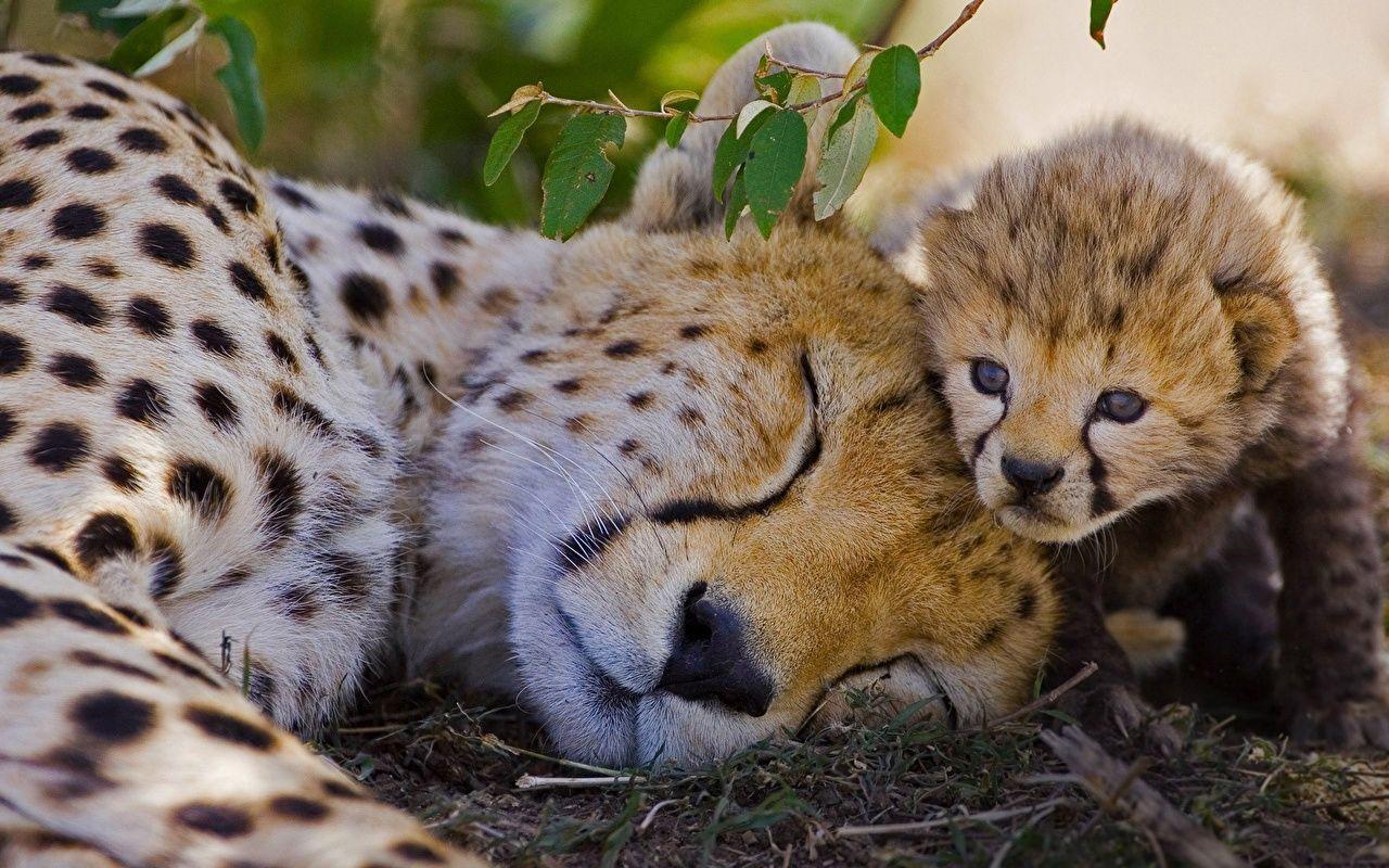 Wallpaper Cheetahs Cubs Two Sleep Animals