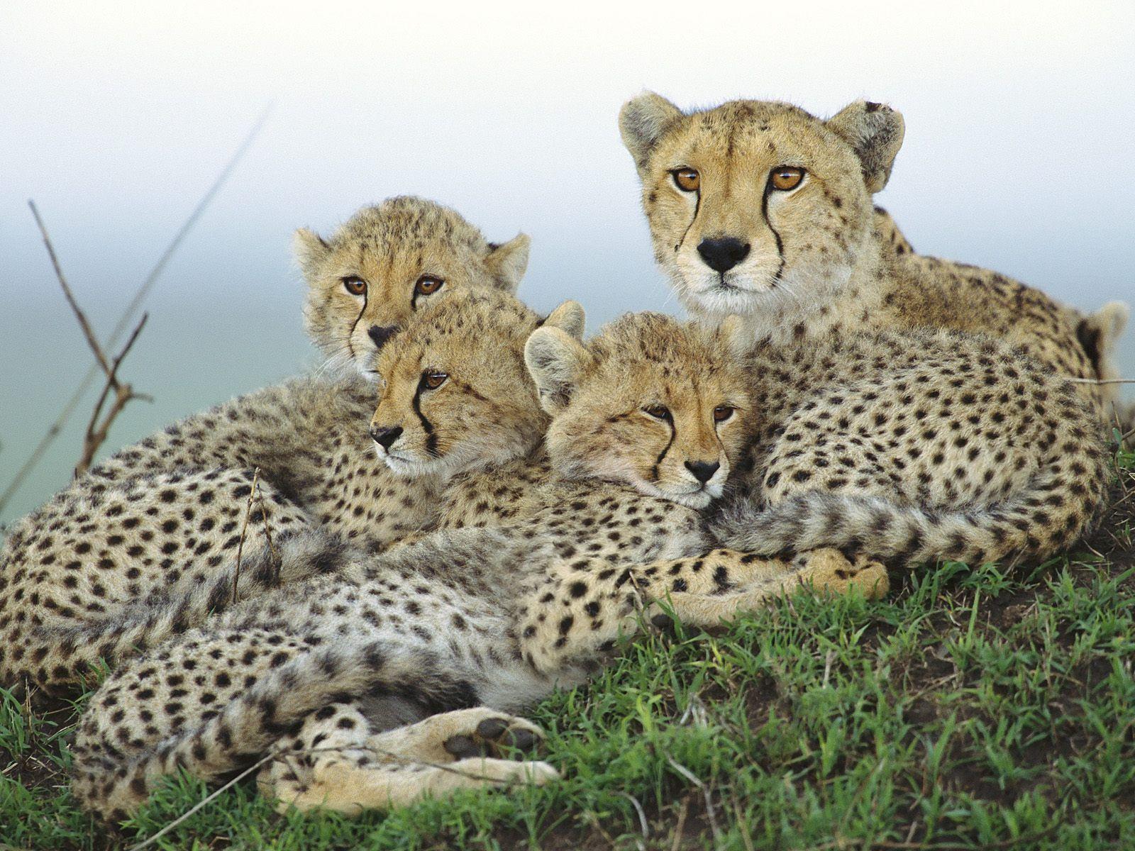 Animal Cubs image Cheetah with Cubs HD wallpaper and background