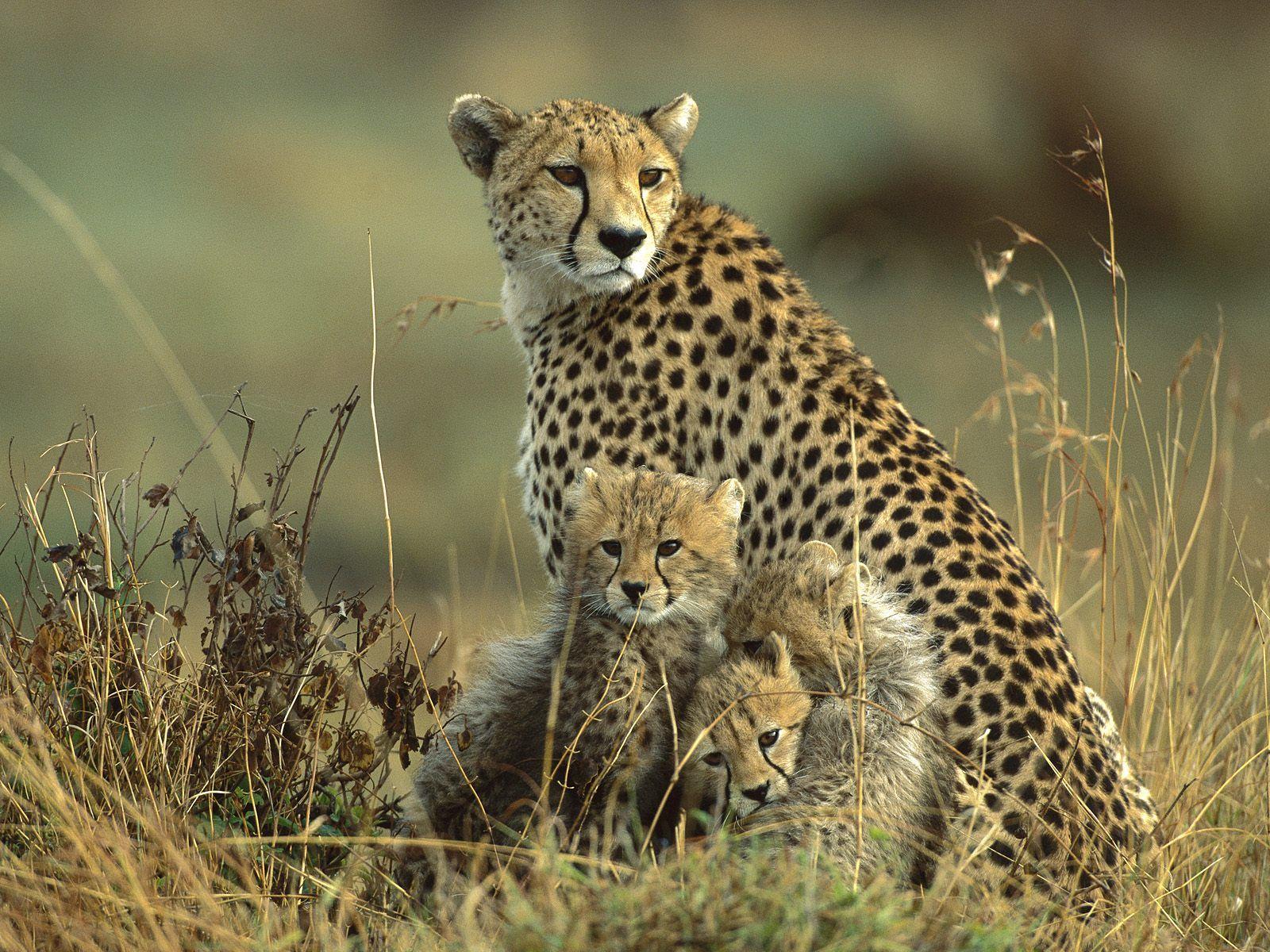 Cheetah Cubs And Moth HD Wallpaper, Background Image