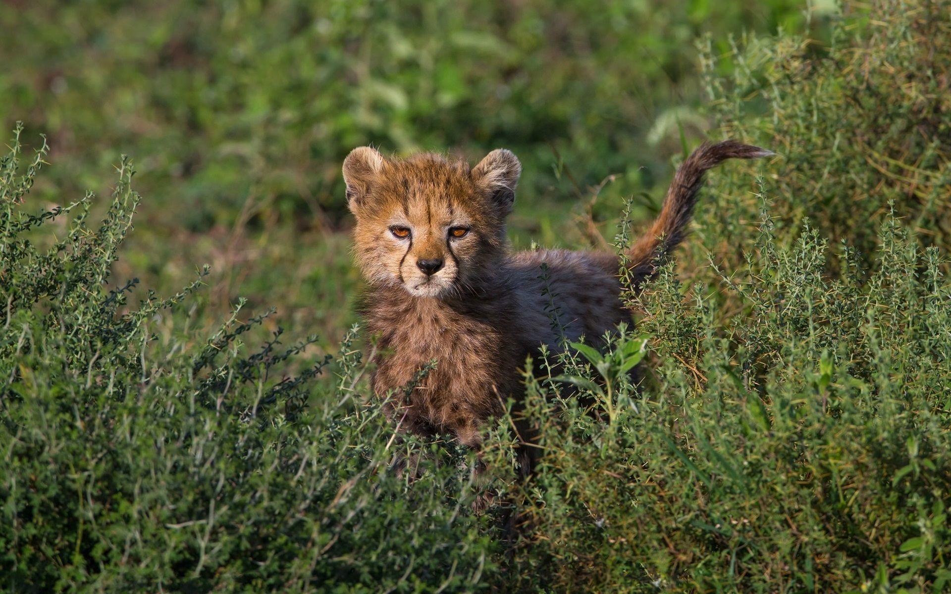 Wallpaper Cute cheetah cub, grass, bushes 1920x1200 HD Picture, Image