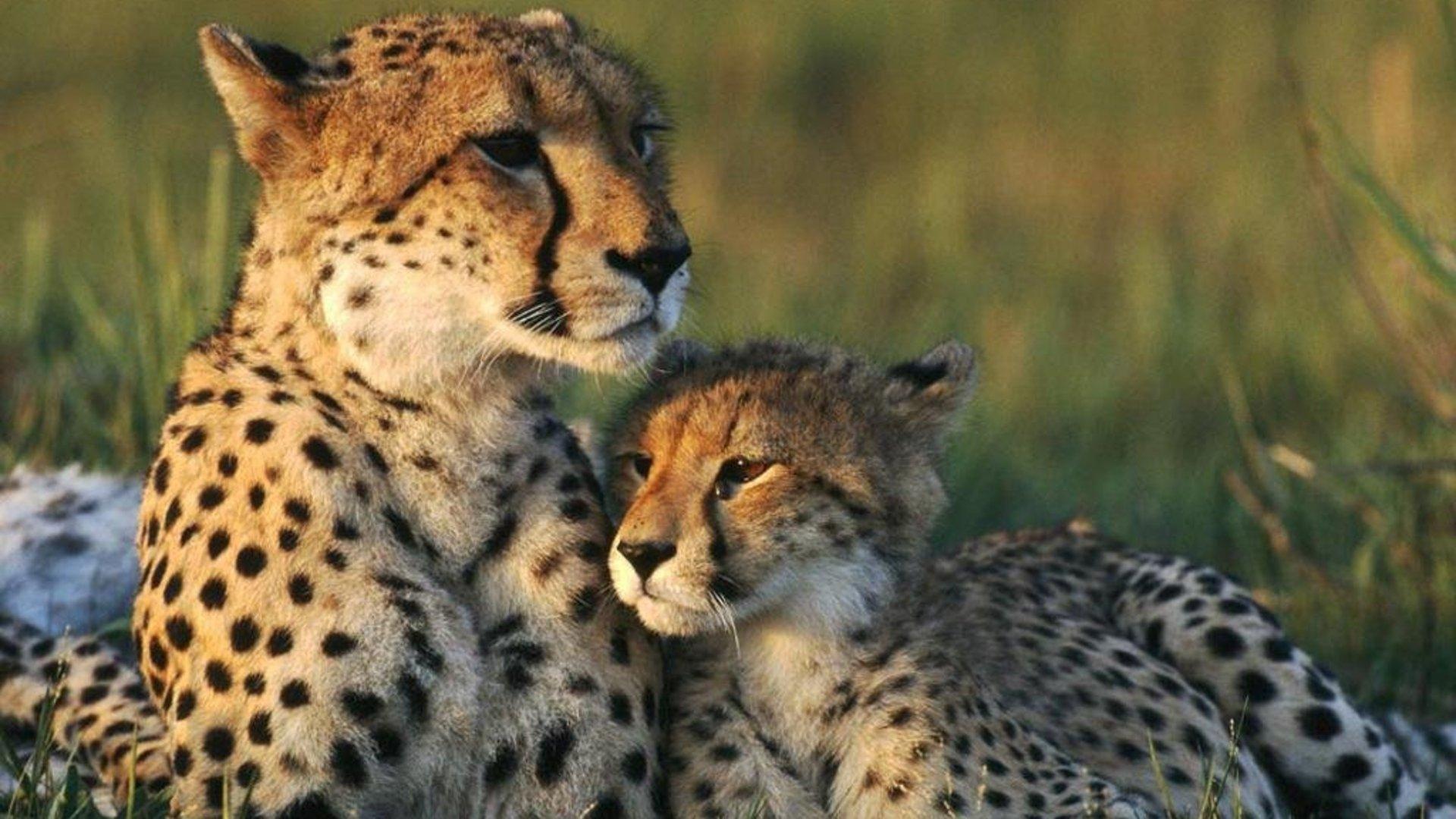 Cheetahs Cubs and Big Cats Predators HD Wallpaper Elegant Nice