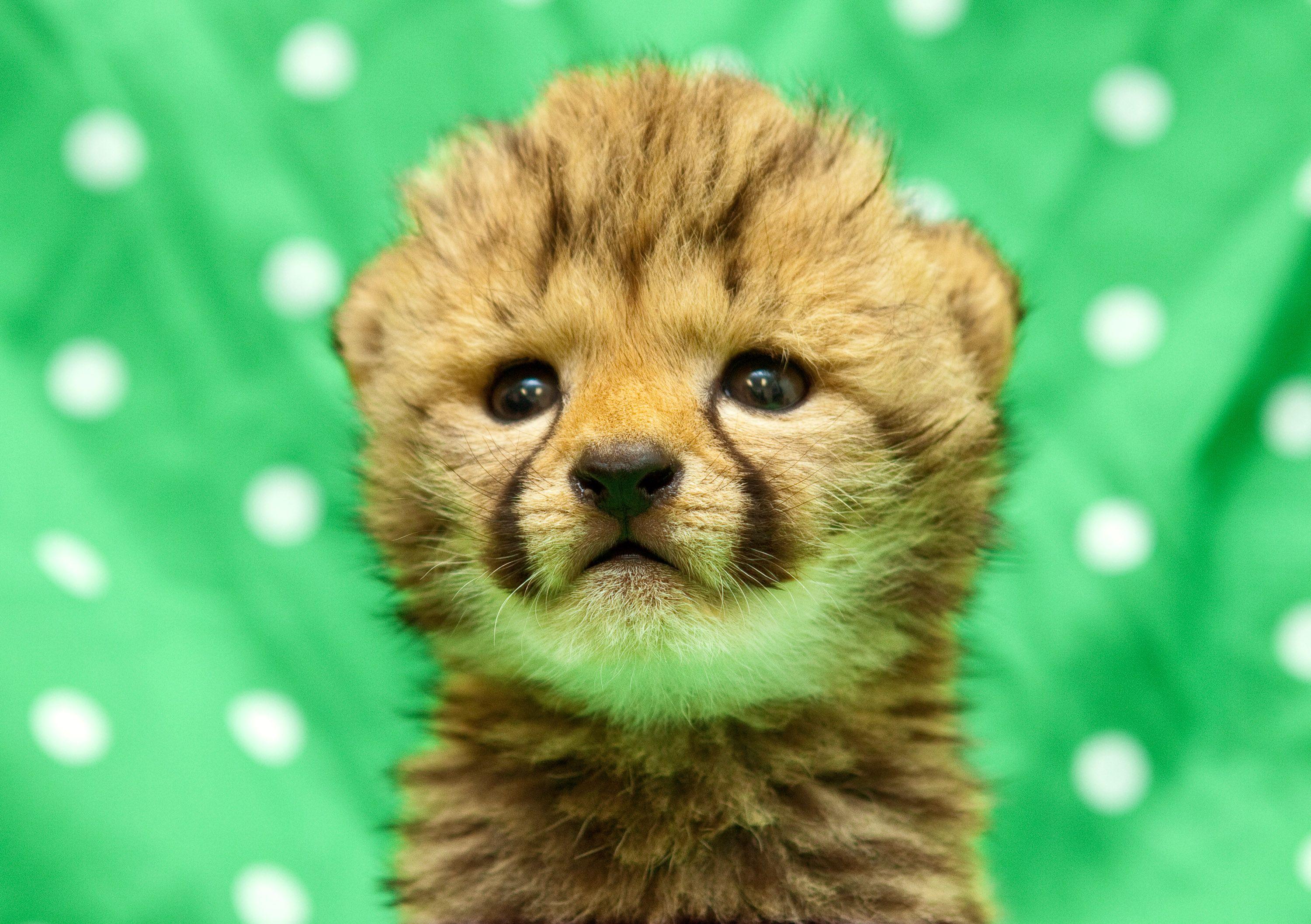 Wallpaper ID 381505  Animal Cheetah Phone Wallpaper Baby Animal Cub  1080x1920 free download
