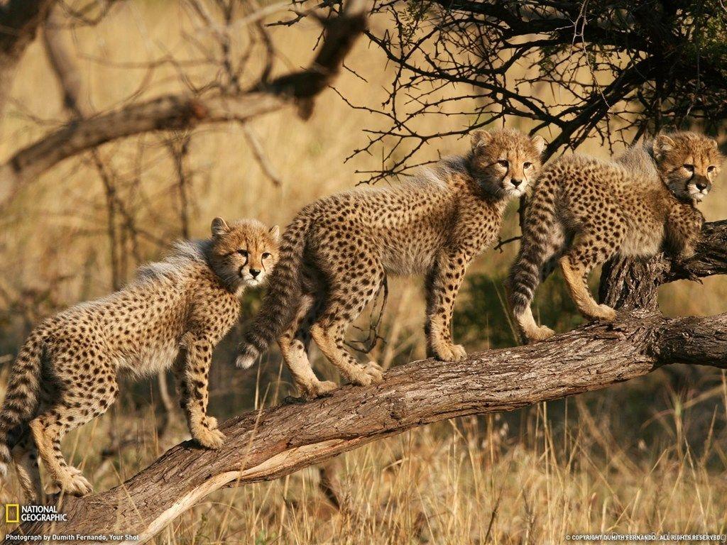 Cheetah Cubs Wallpaper Wall4ever Desktop Background