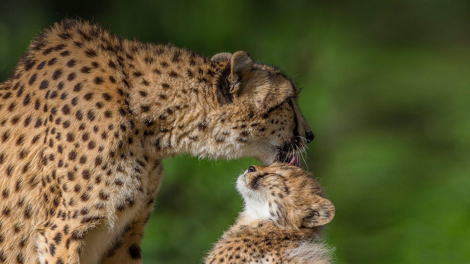 Cheetah Cubs HD Wallpaper