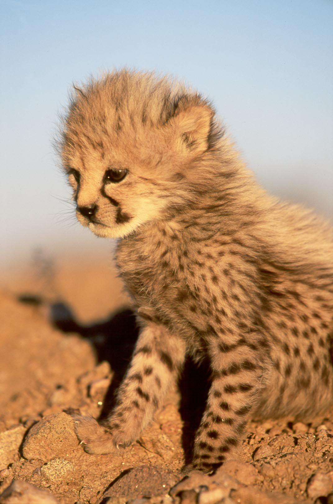 Cheetah image cute cheetah cub HD wallpaper and background photo