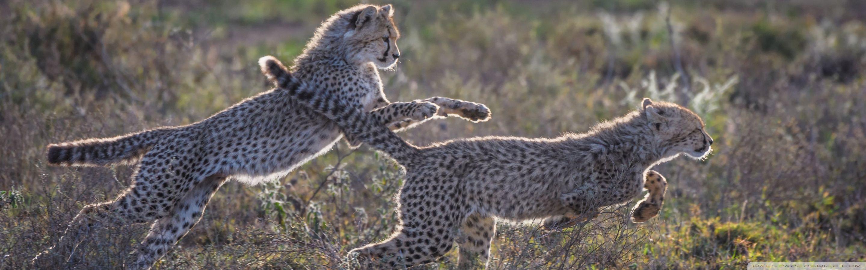 Cheetah Cubs Running ❤ 4K HD Desktop Wallpaper for 4K Ultra HD TV