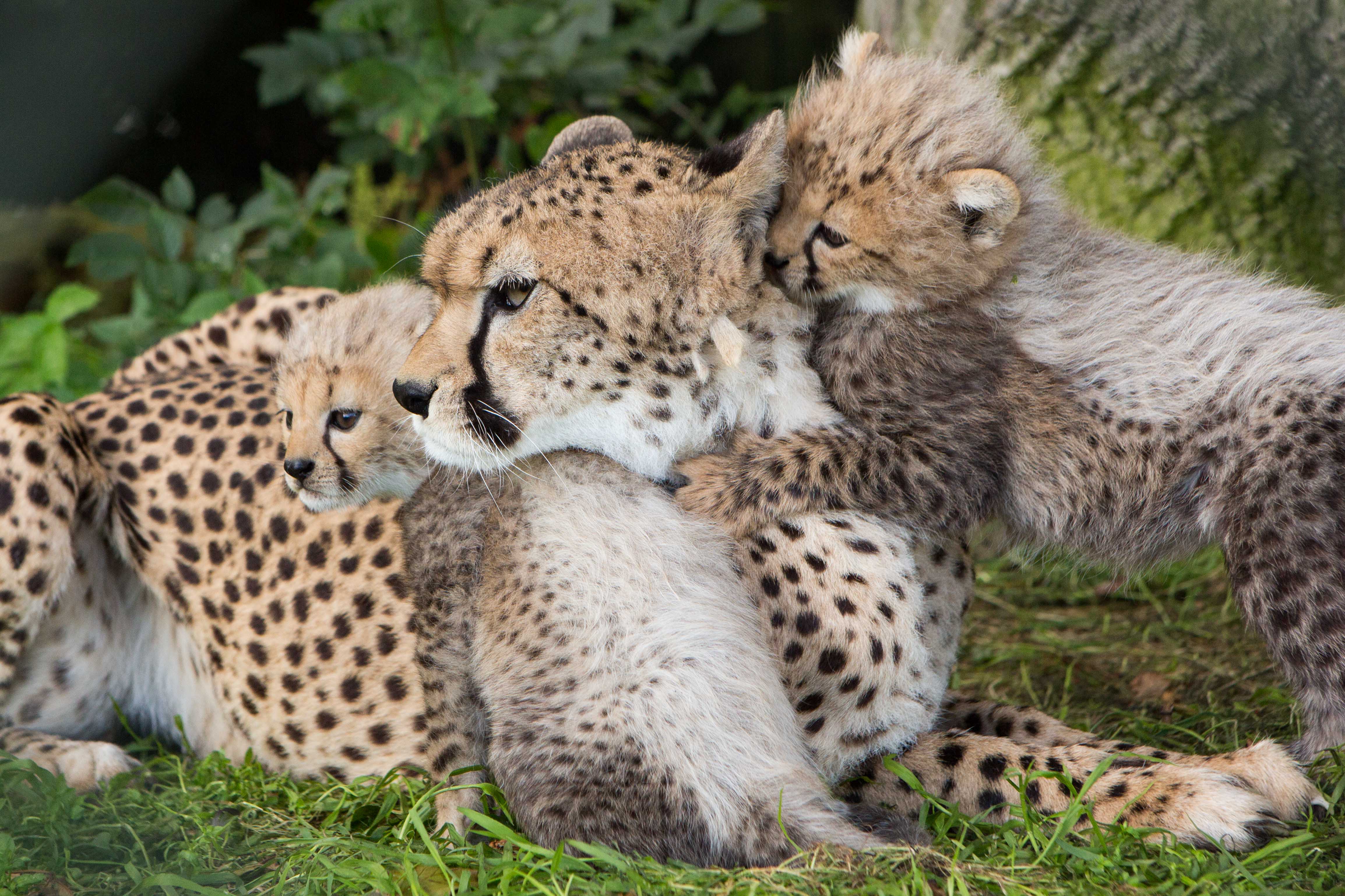 Say Hello to our Cheetah Cubs