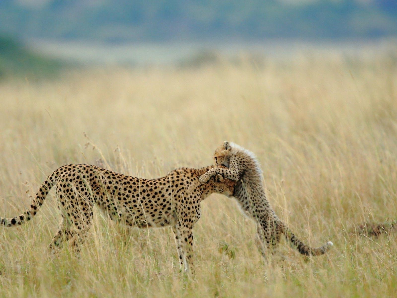 animals cheetahs cubs baby animals wallpaper and background