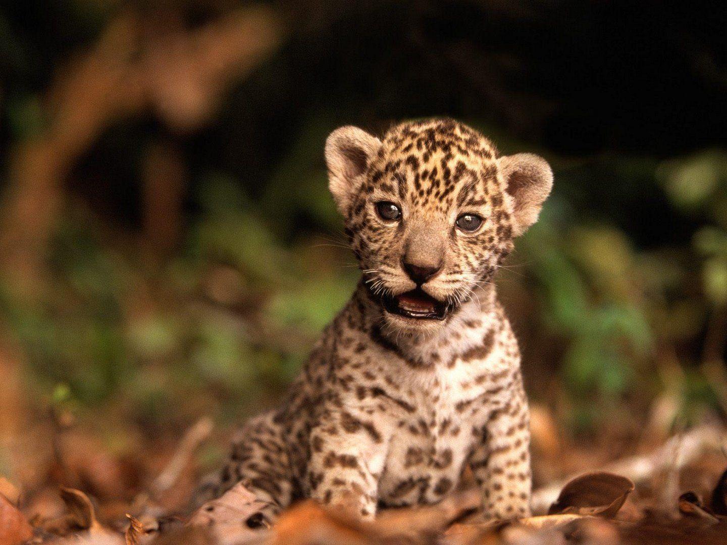 Baby Cheetah Cubs. Animals :). Cute