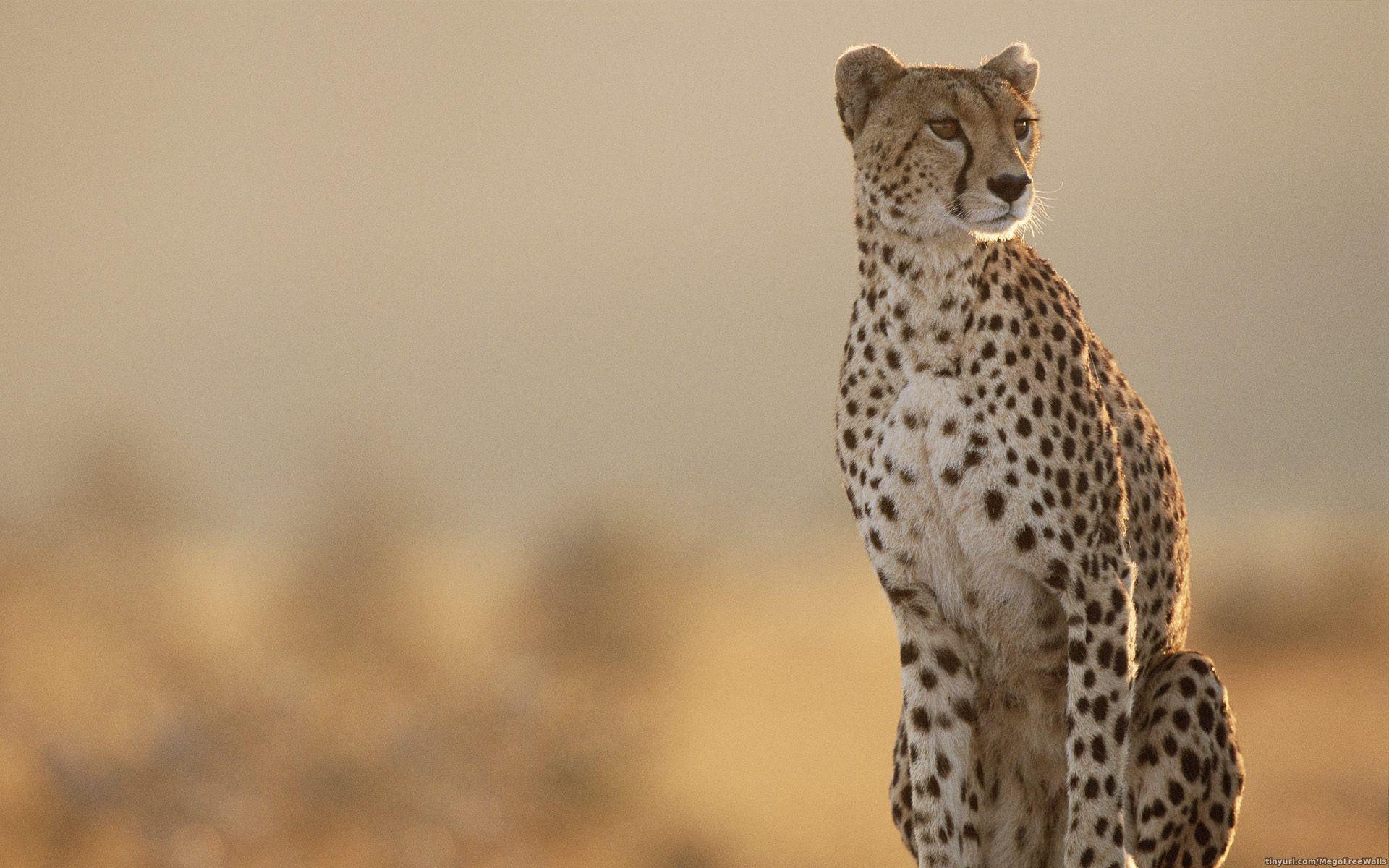 Cheetah Desktop Wallpaper