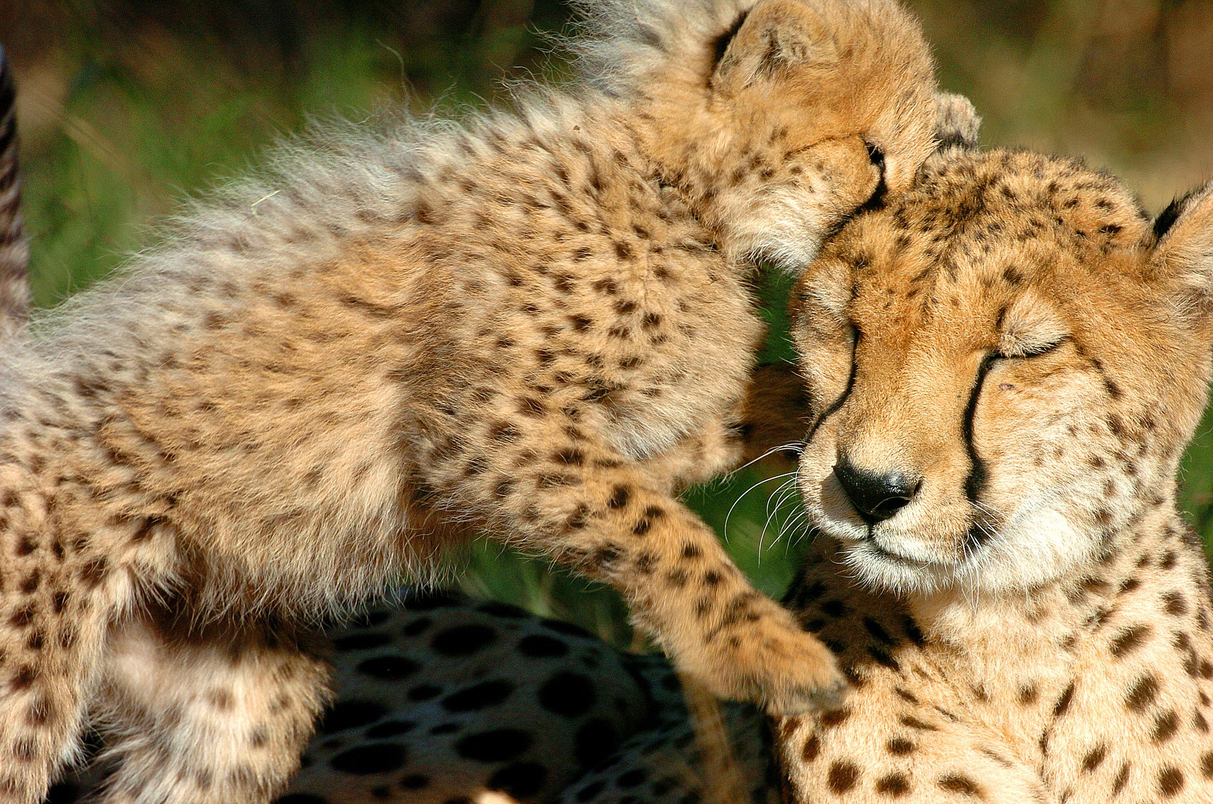 Baby Cheetah Wallpaper