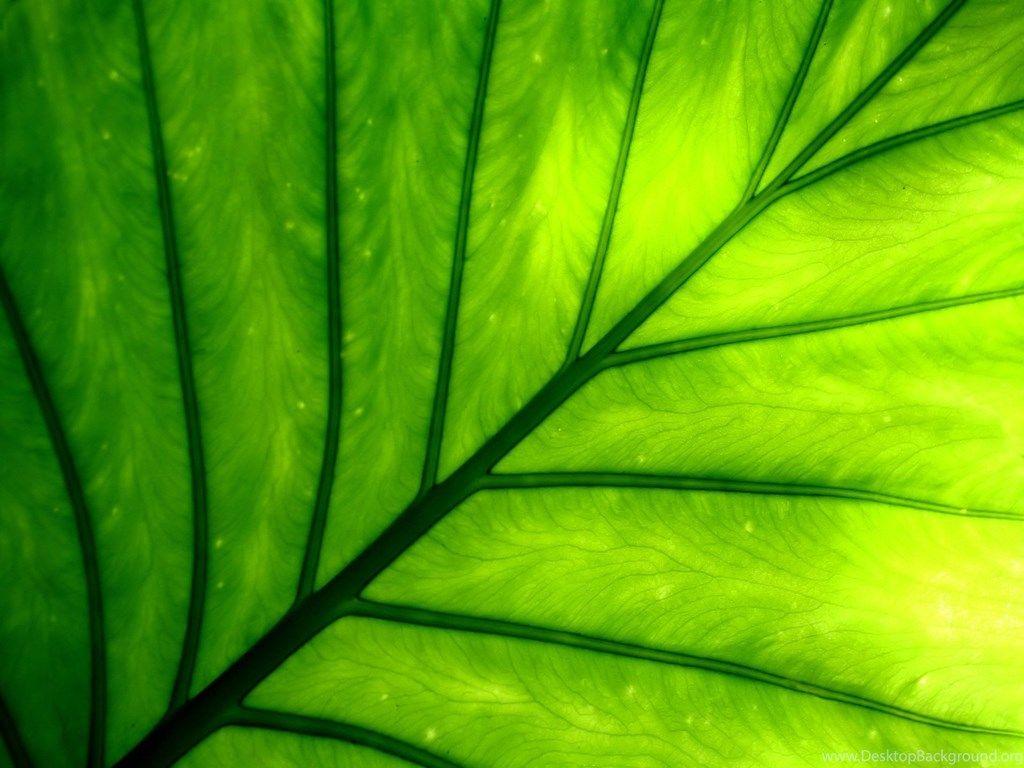 Plant Growth Wallpaper Desktop Background
