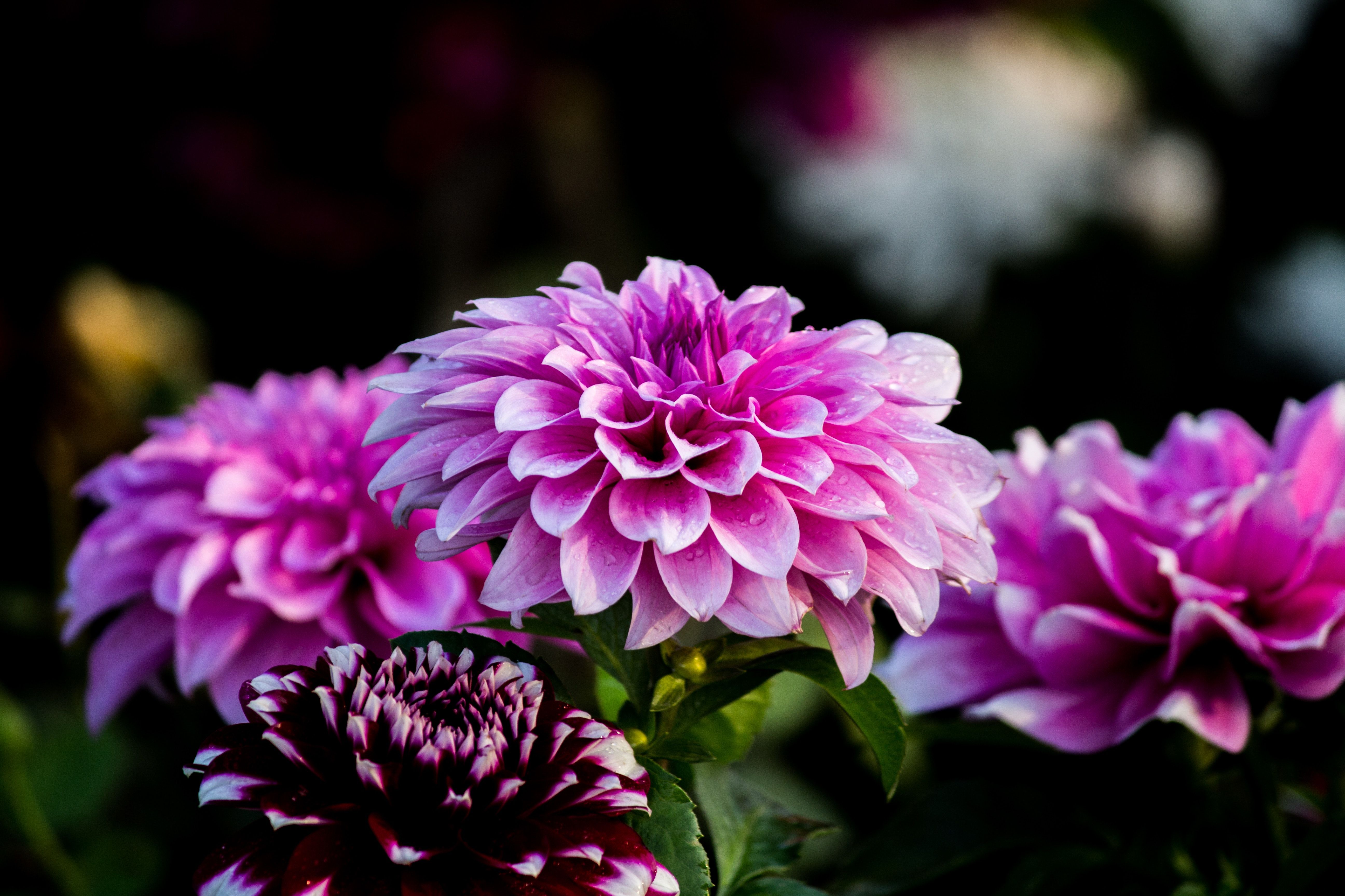 Free photo: Purple Flower Wallpaper, Growth, Garden
