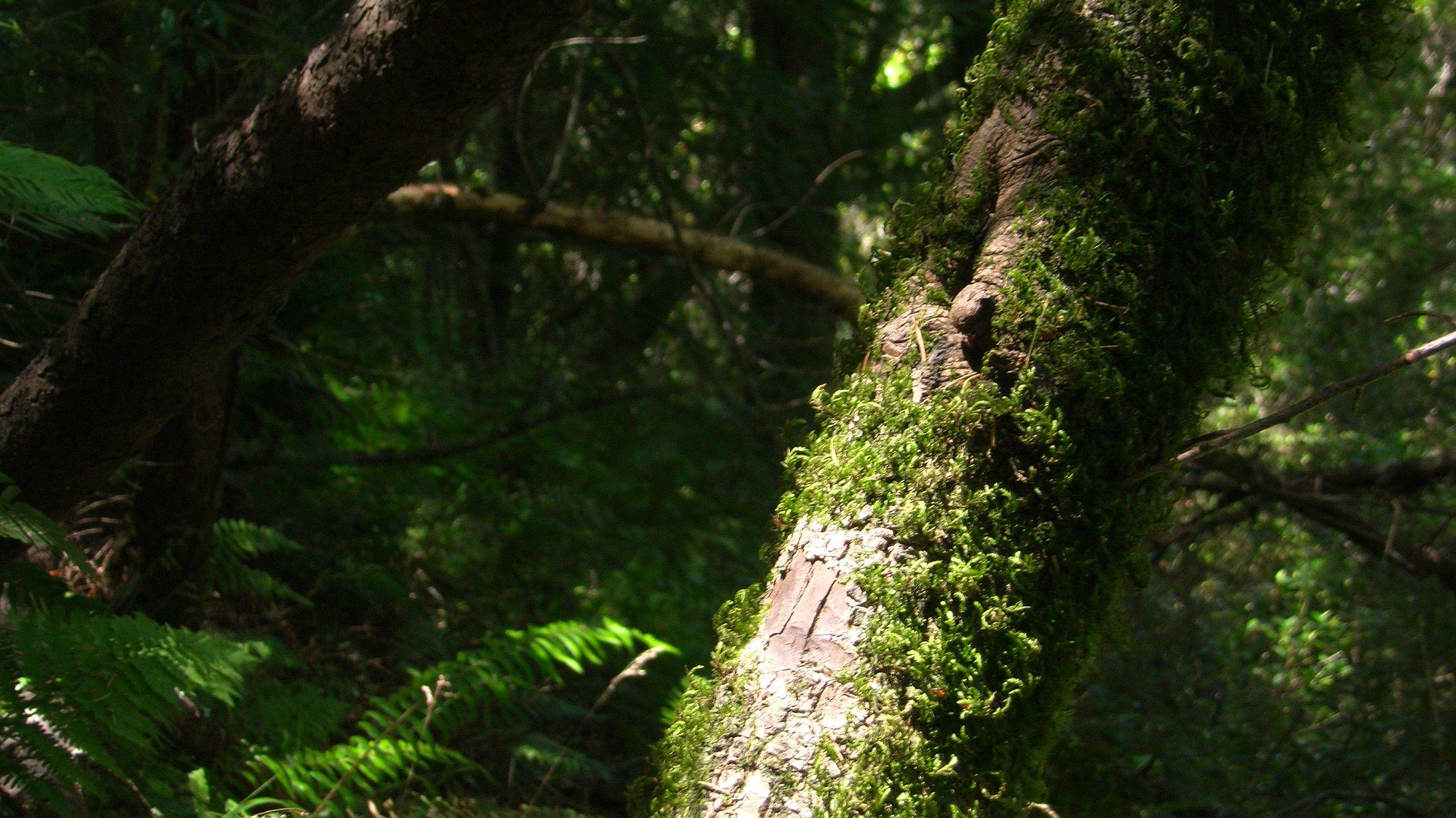 Muir woods new growth wallpaper. PC