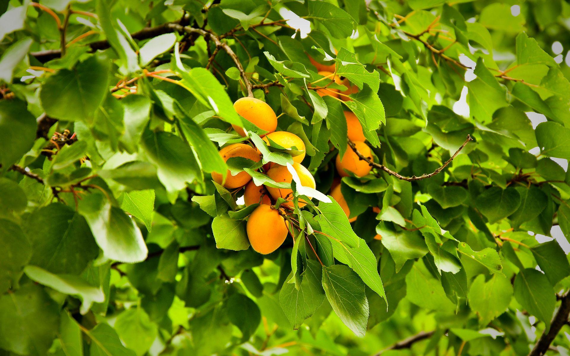 HD Apricot Fruit Wallpaper