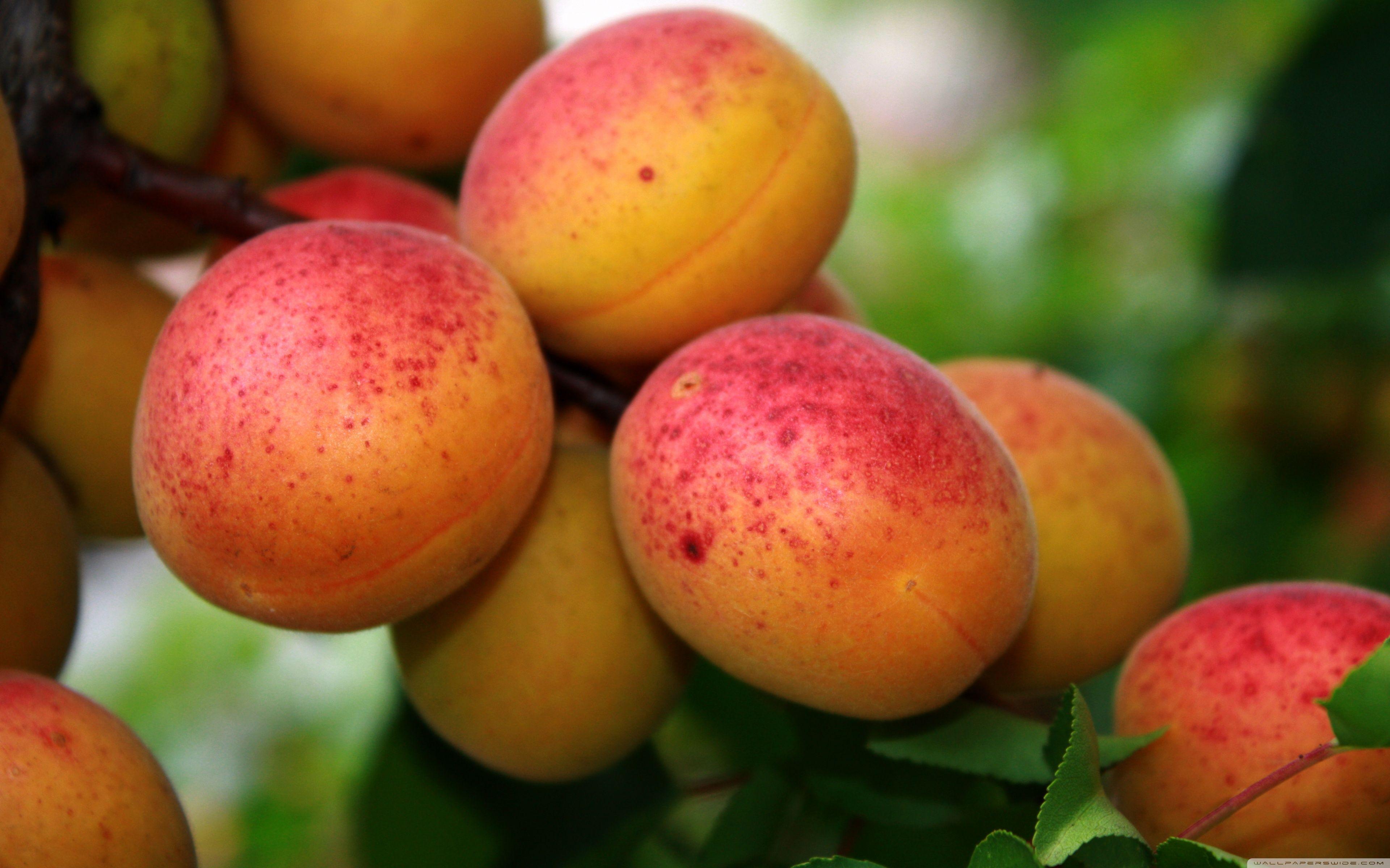 Apricot Tree ❤ 4K HD Desktop Wallpaper for 4K Ultra HD TV