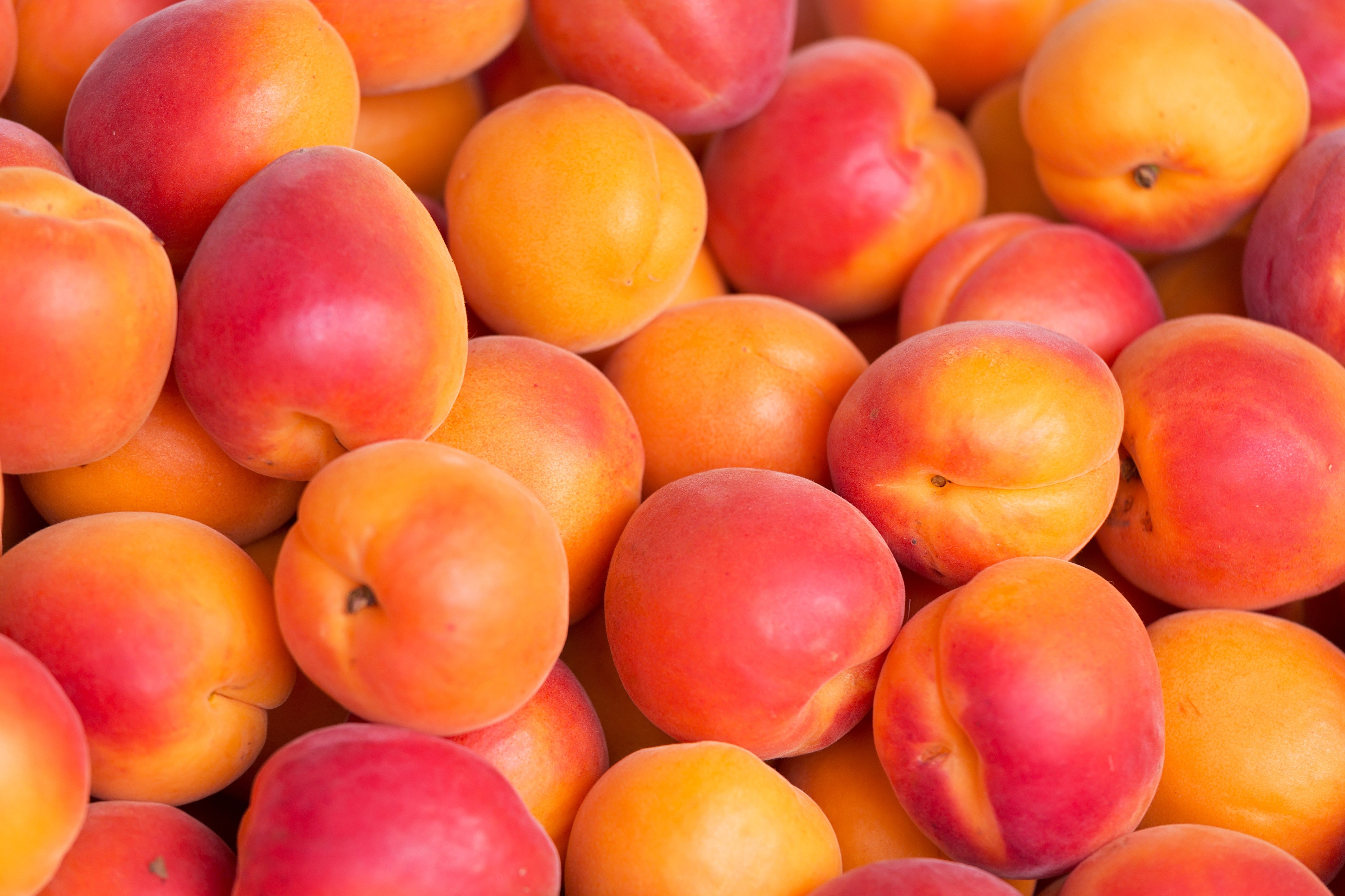free screensaver wallpaper for apricot