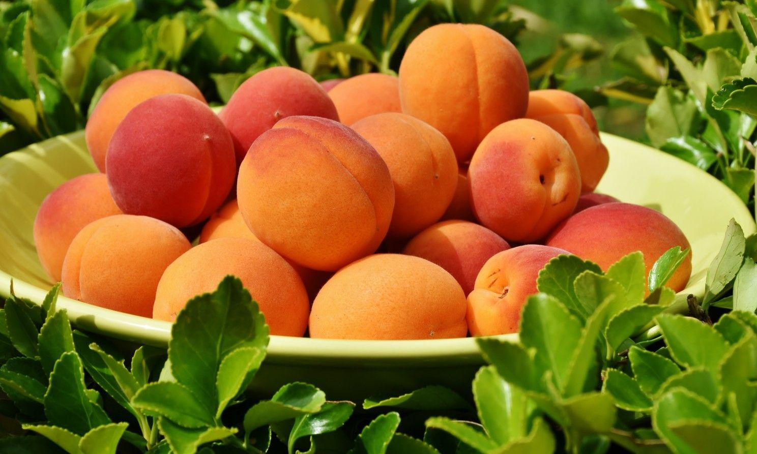 Download 1488x893 Apricot, Plate, Leaves, Fruits Wallpaper