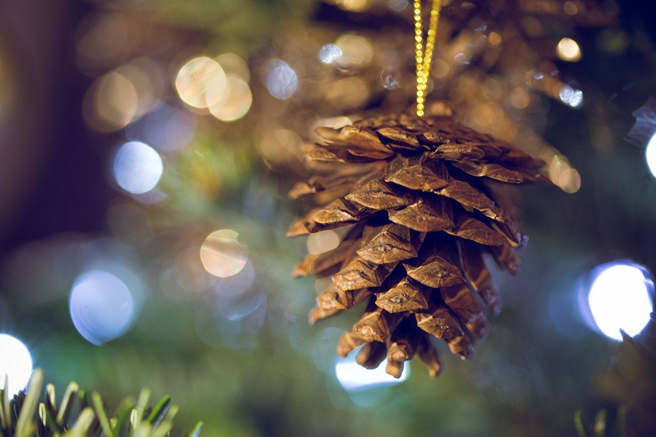 Wallpaper 2016 Christmas Nature Conifer cone Closeup