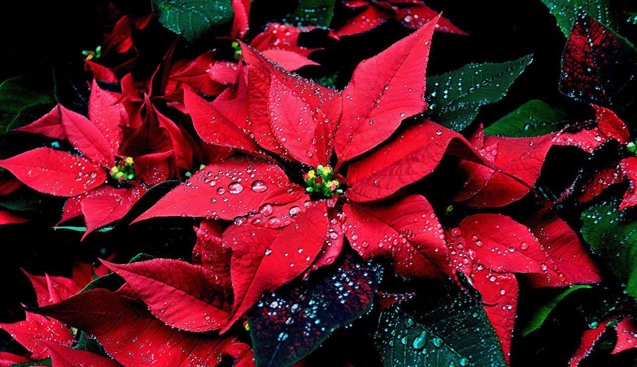 Picture Poinsettia Red Drops Flowers