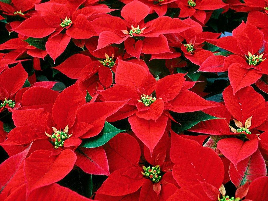 Christmas Poinsettias for 2018 Available Now ⋆ East Hills Moravian