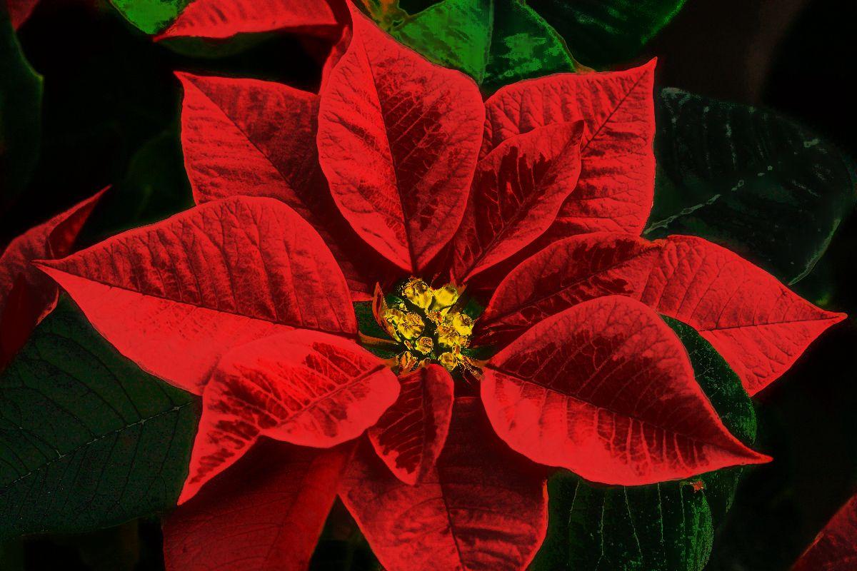 Christmas Flowers Other Than Poinsettias 2023 Latest Ultimate The Best ...